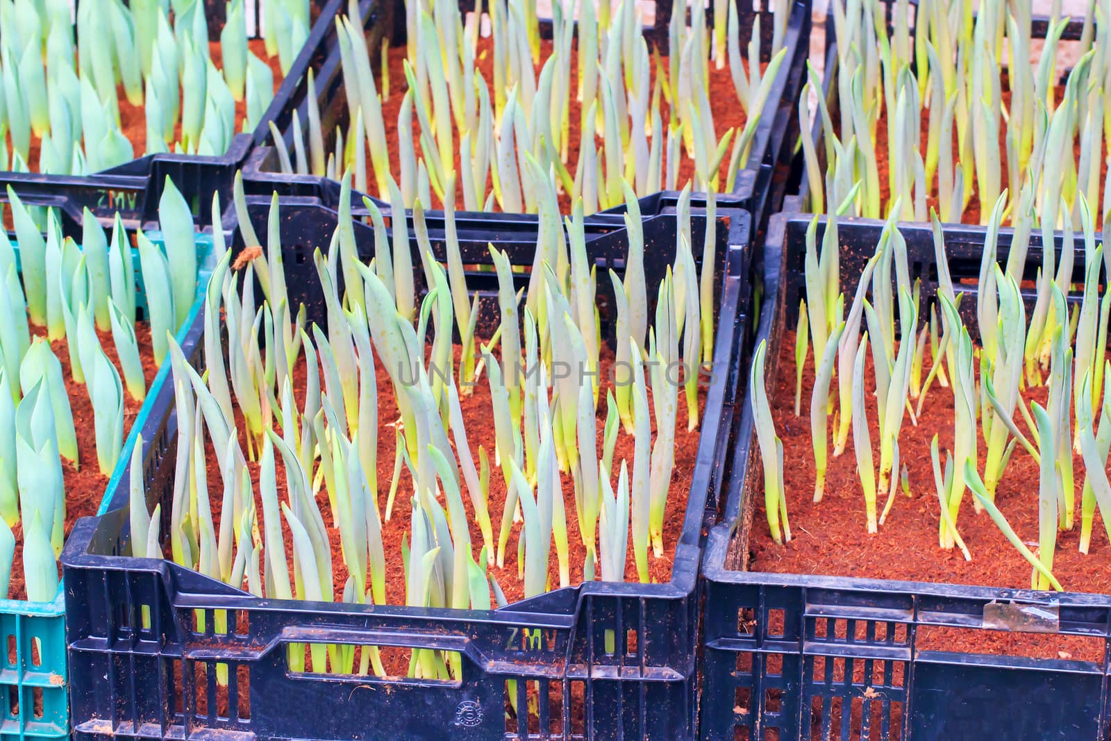 Seedlings of tulips growing in the plots.