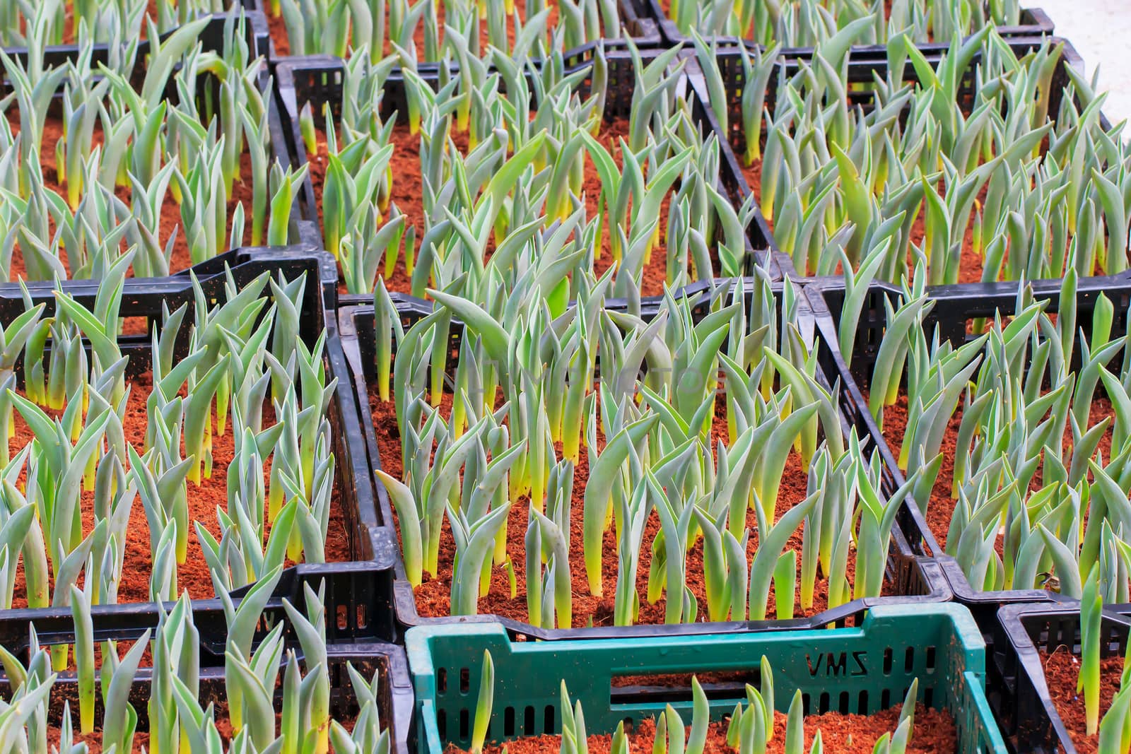 Seedlings of tulips growing in the plots.