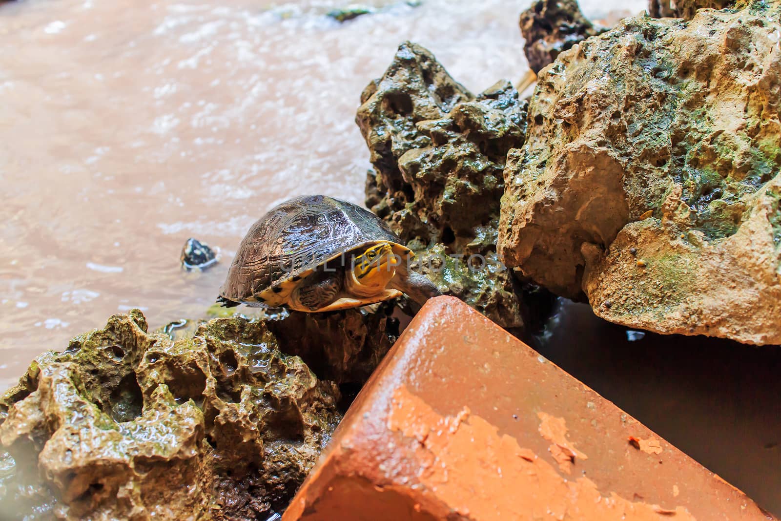 Freshwater turtles that live together as a family.