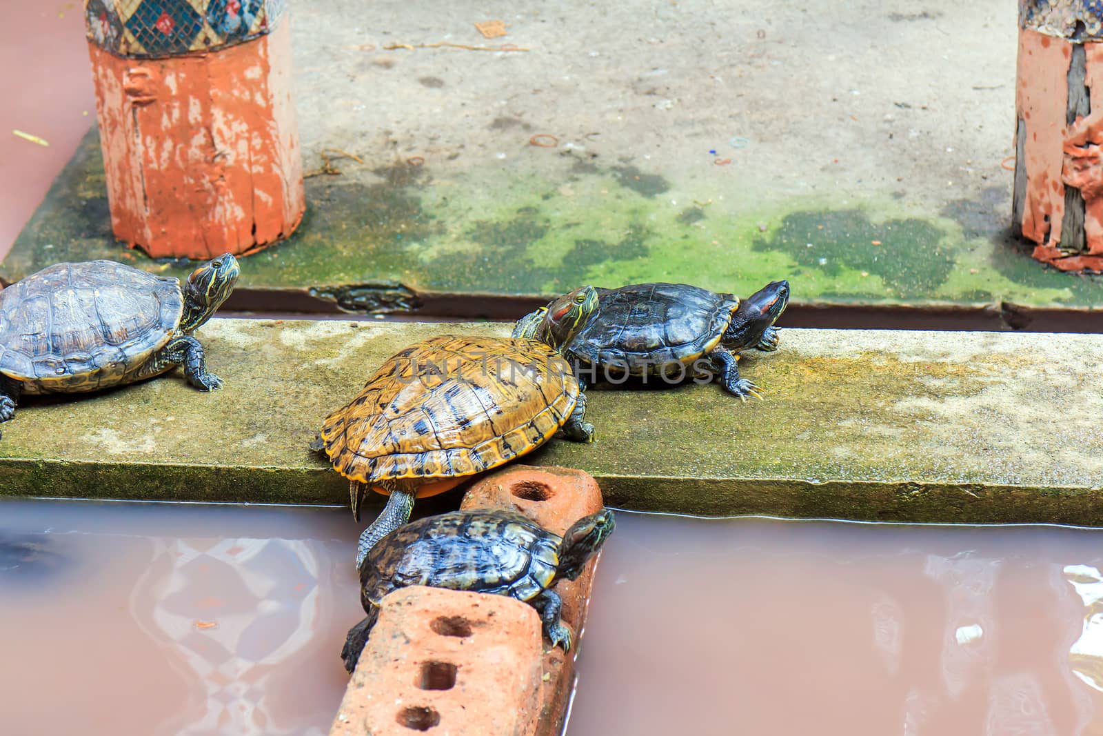 Freshwater turtles that live together as a family.