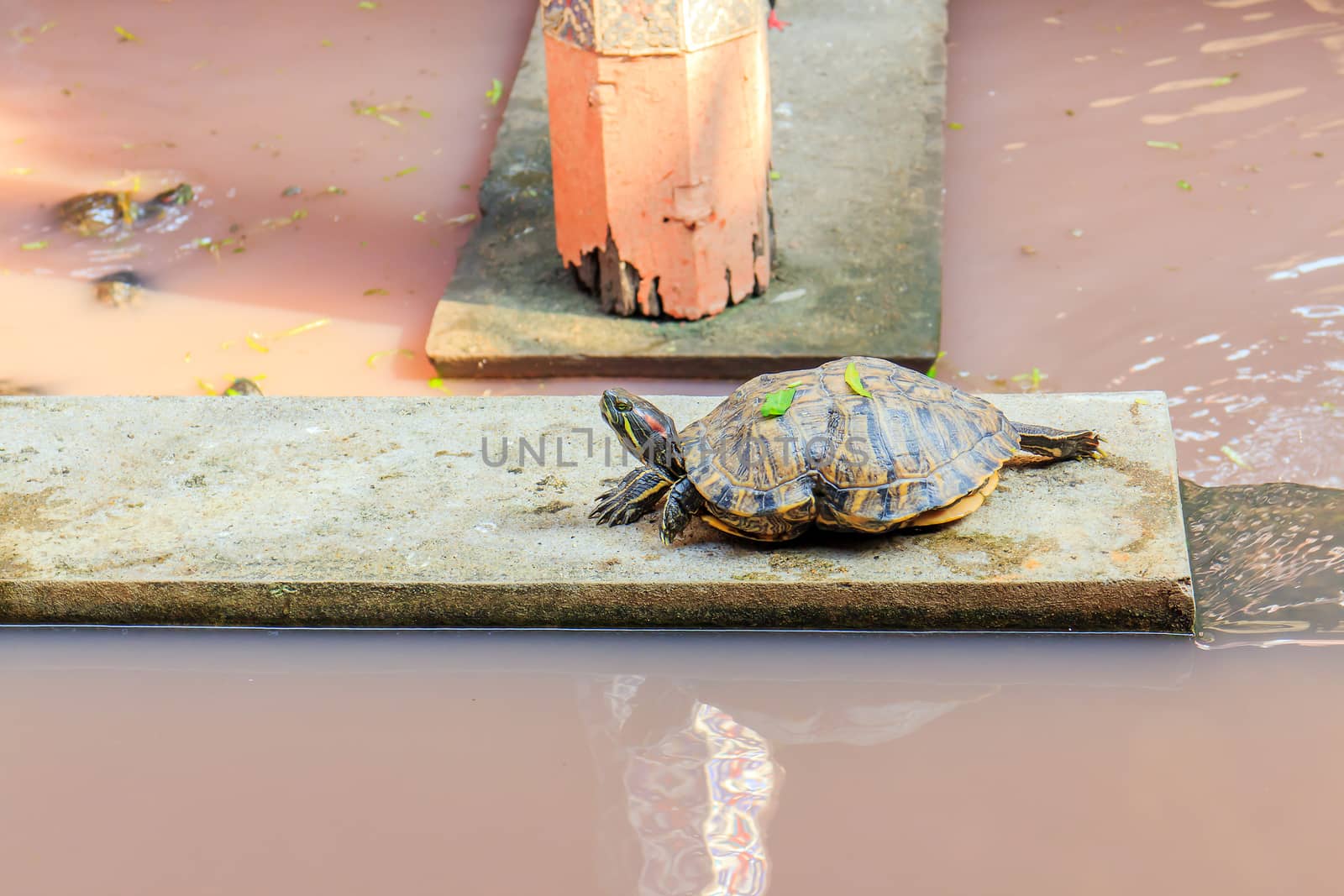 Freshwater turtles that live together as a family.