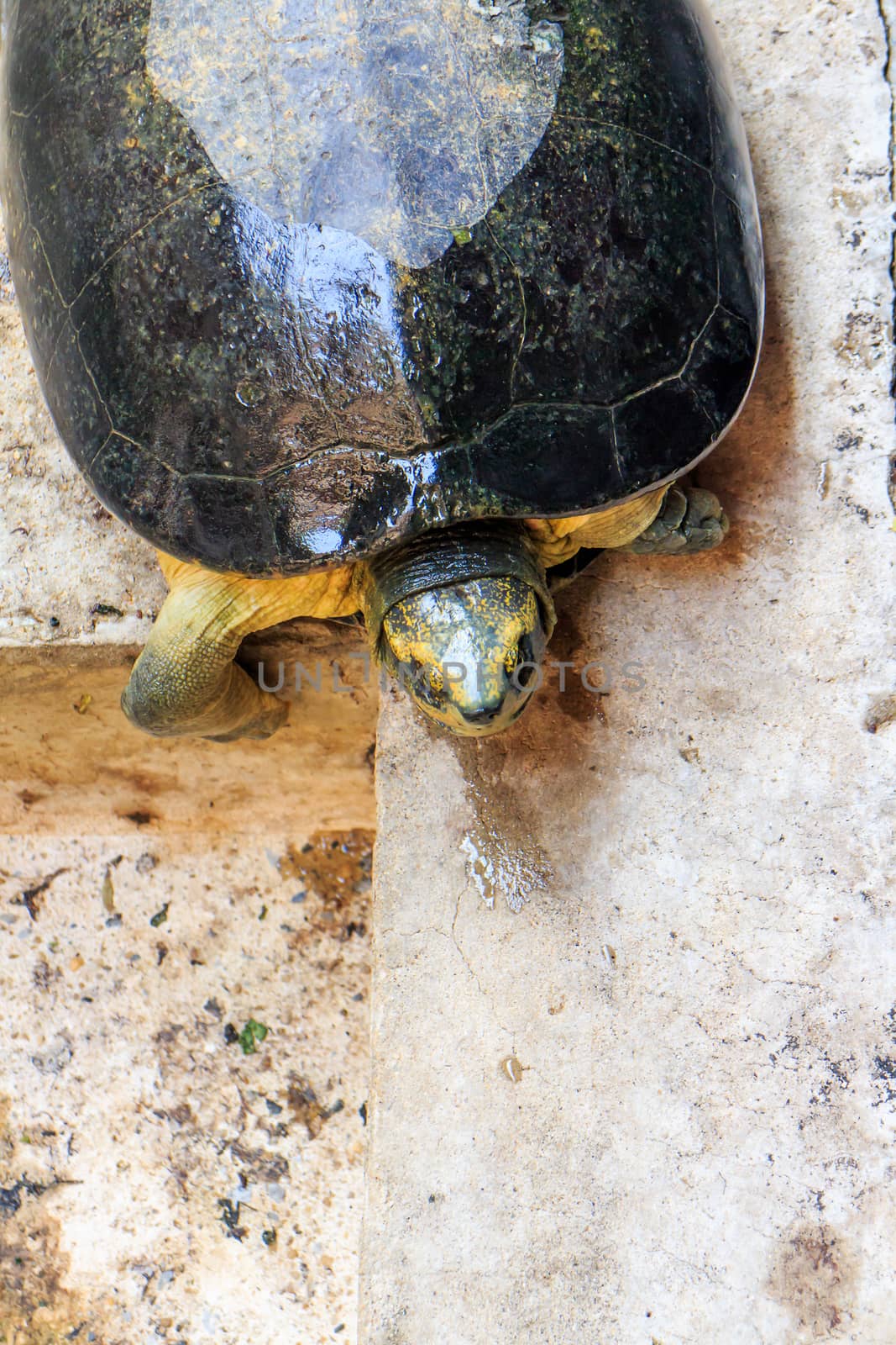 One turtle was walking alone in the pond.