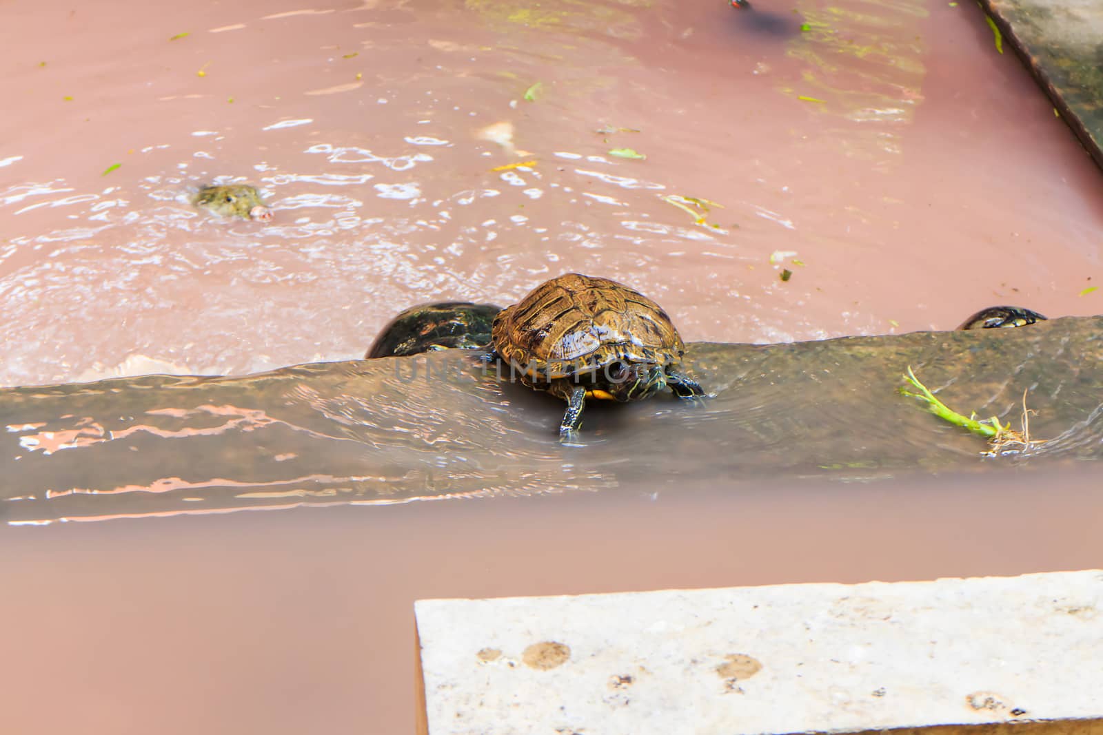 Freshwater turtles that live together as a family.