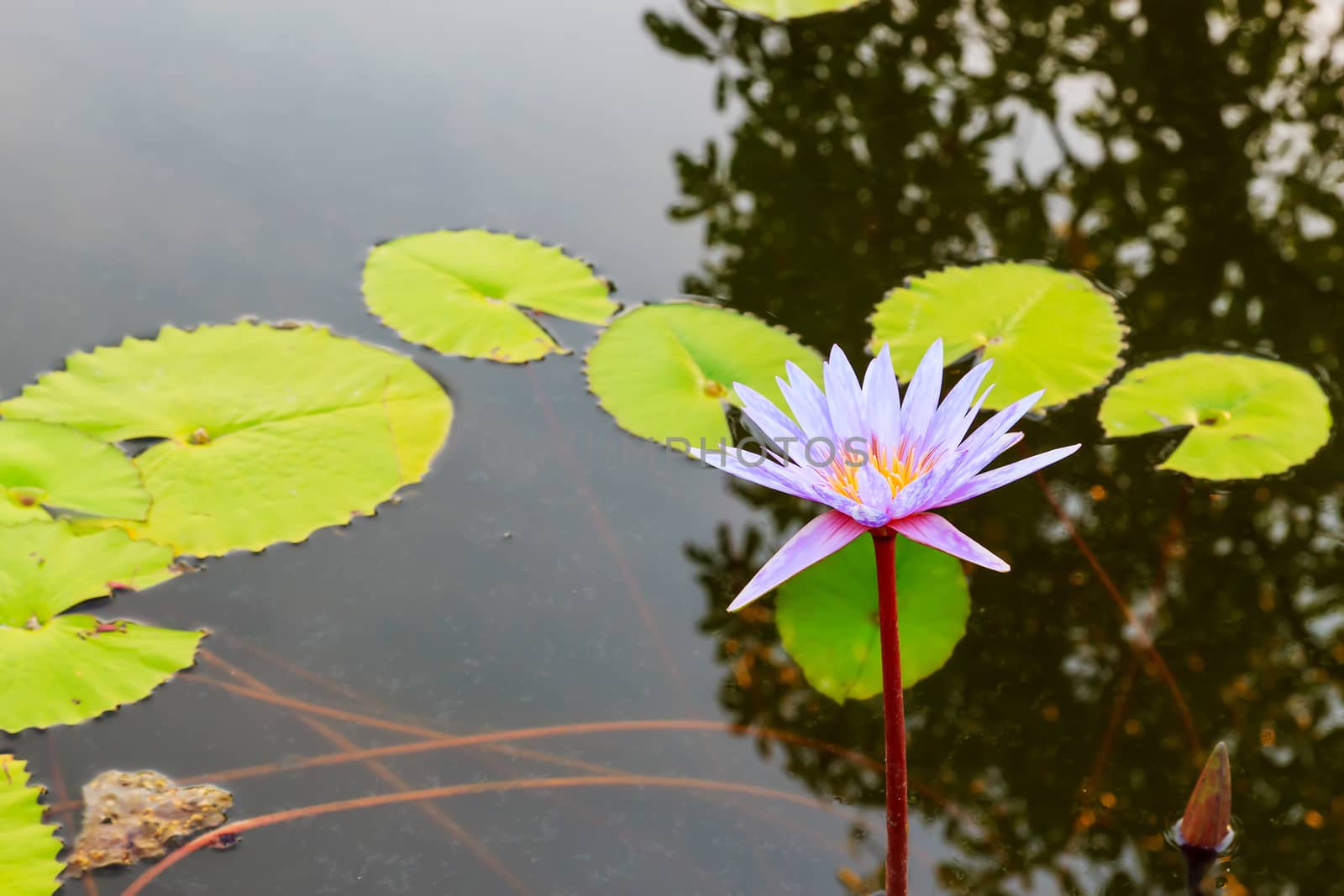 Summer river with floating purple water lily.