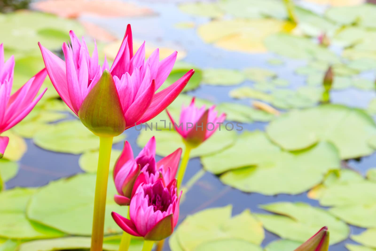 Summer river with floating pink water lily.