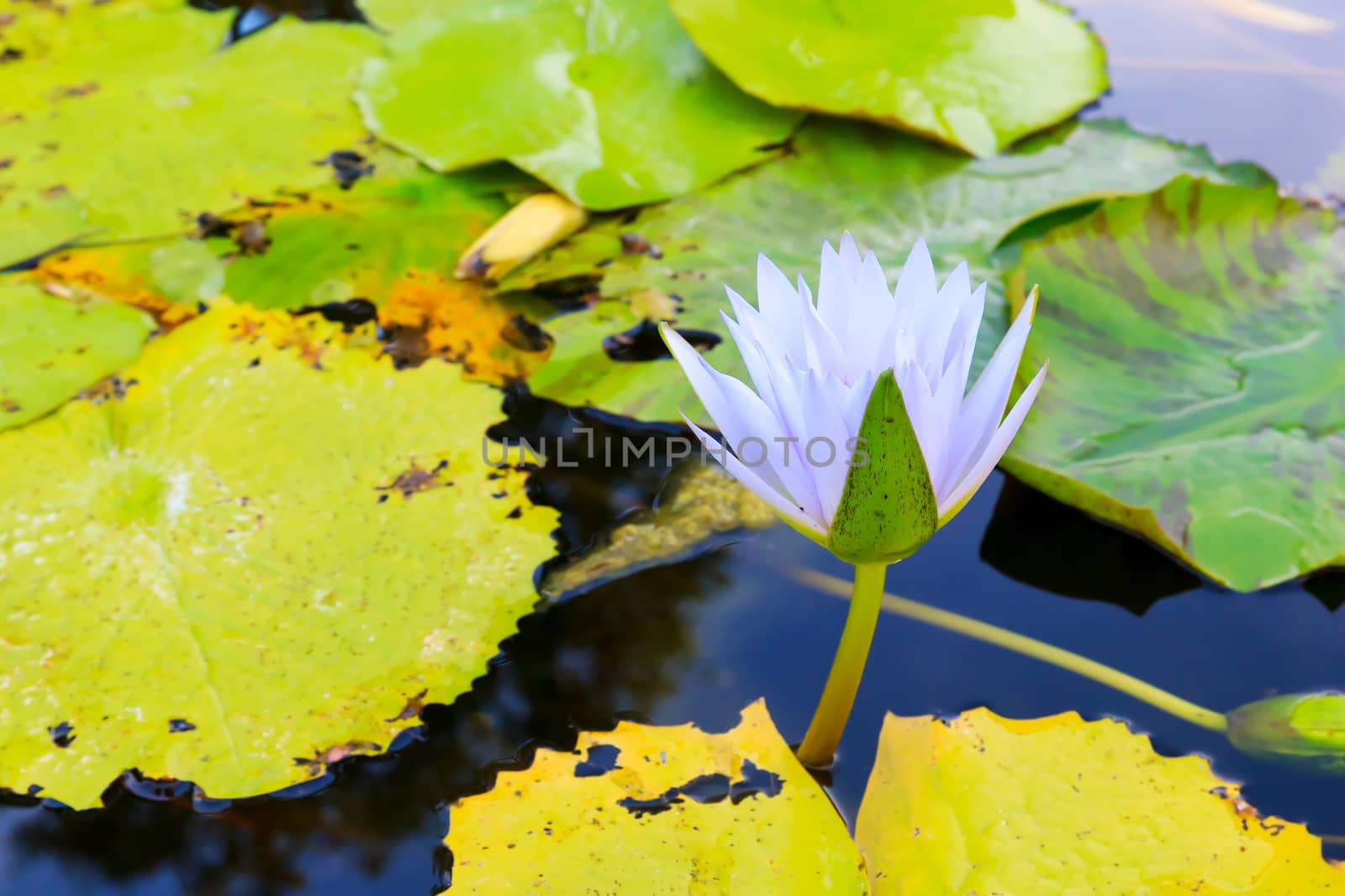 Summer river with floating blue water lily.