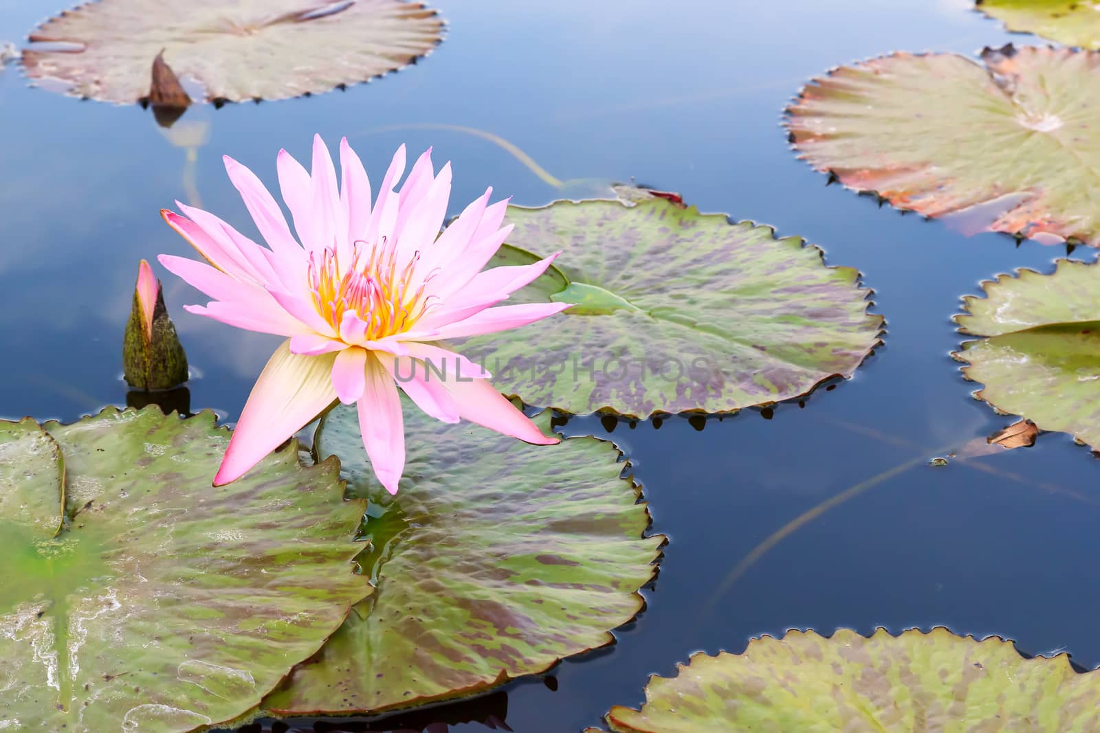 Summer river with floating pink water lily.