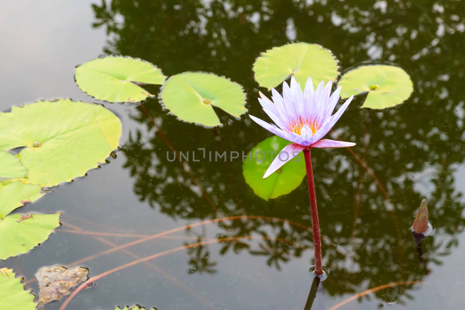 Water lily by thanarat27