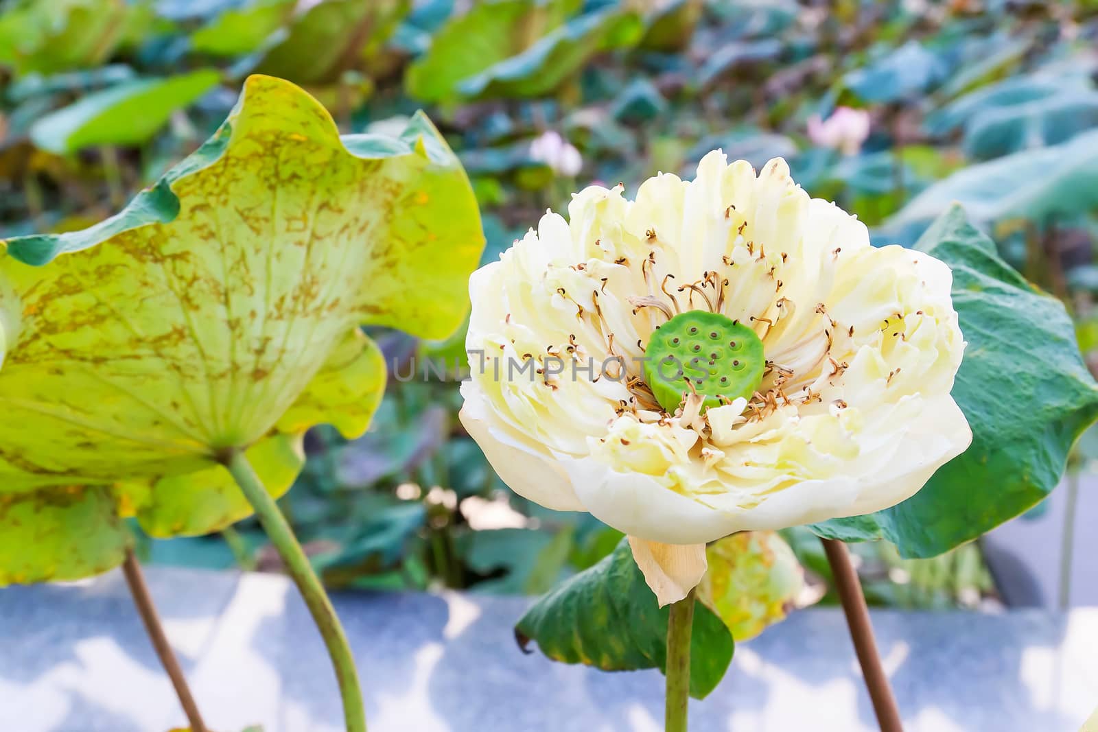 Summer river with floating white water lily.