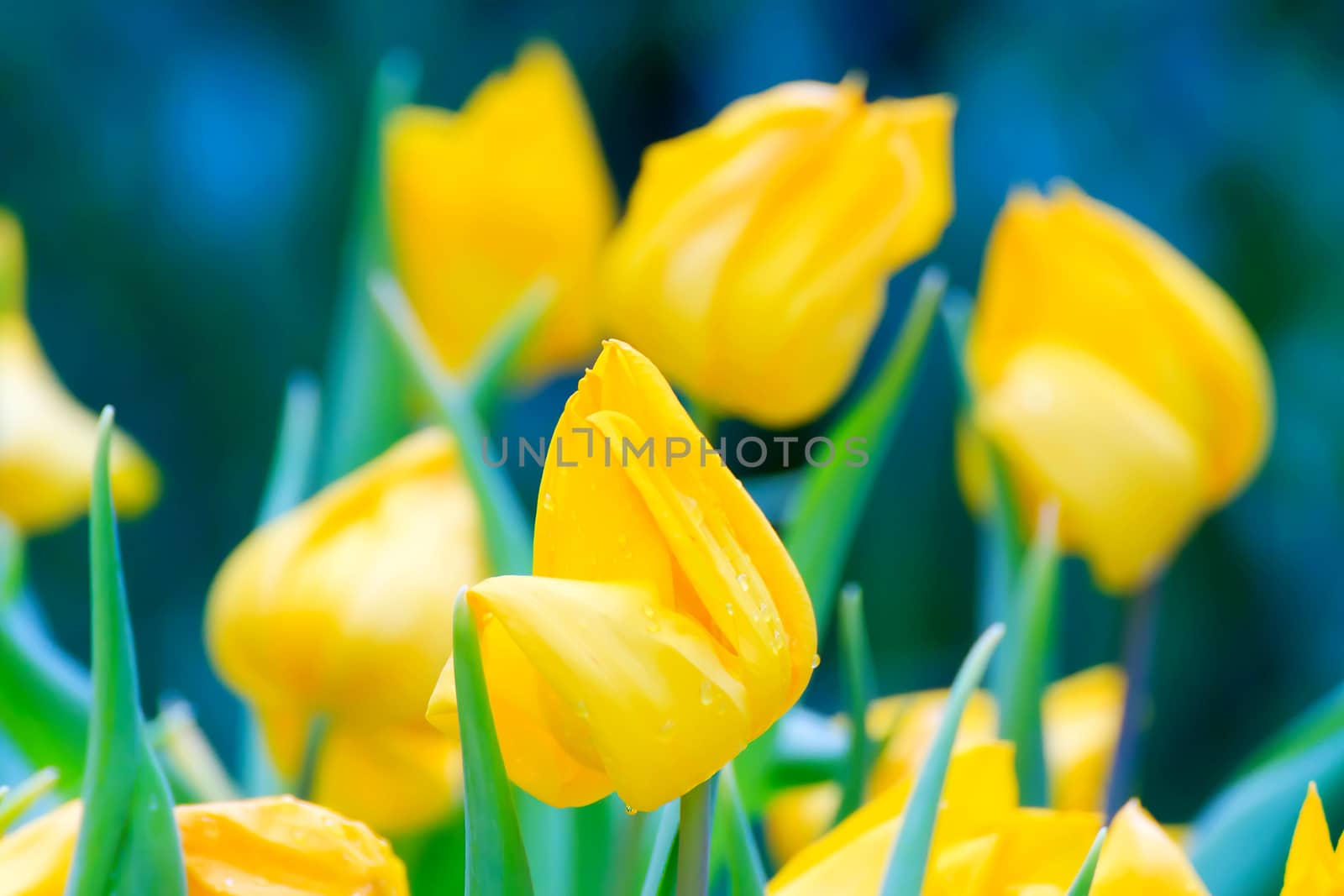 Beautiful bouquet of yellow tulips on a green leaves background.
