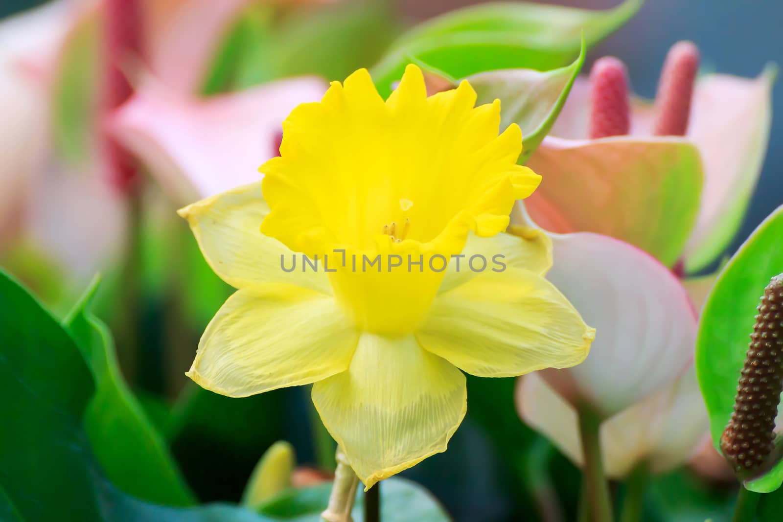 Beautiful bouquet of yellow tulips on a green leaves background.
