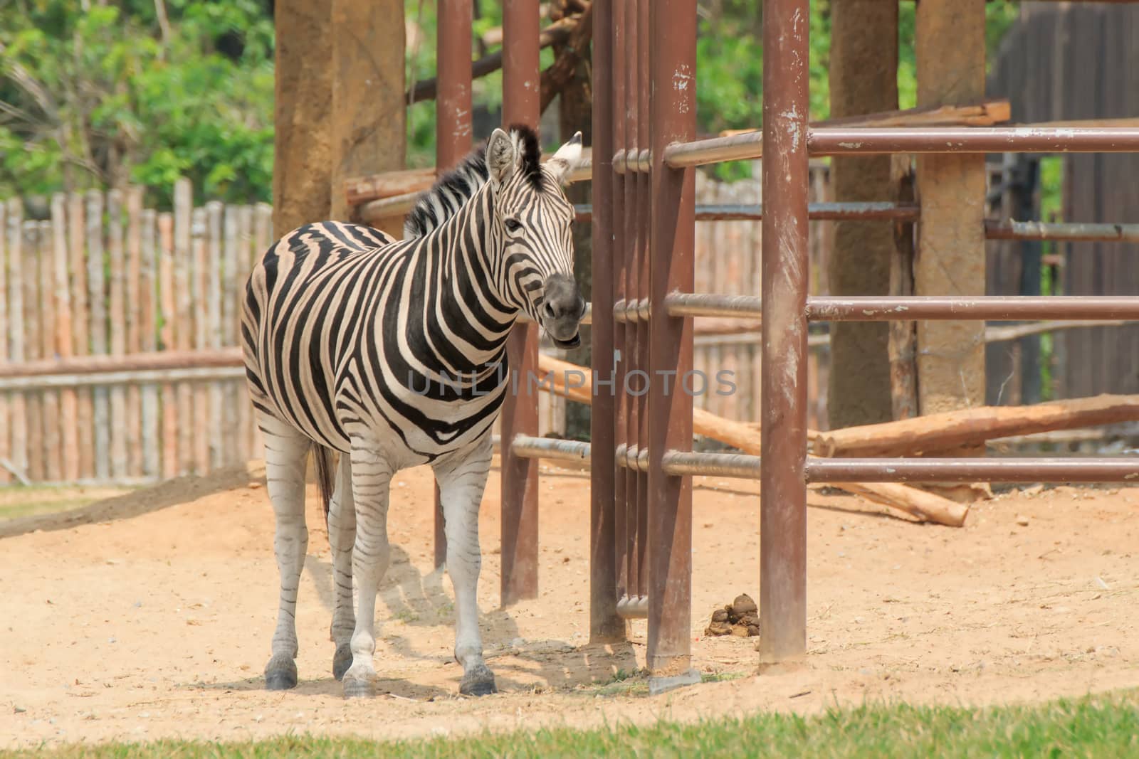 Zebra in a zoo Khao Kheow, Chonburi Thailand.