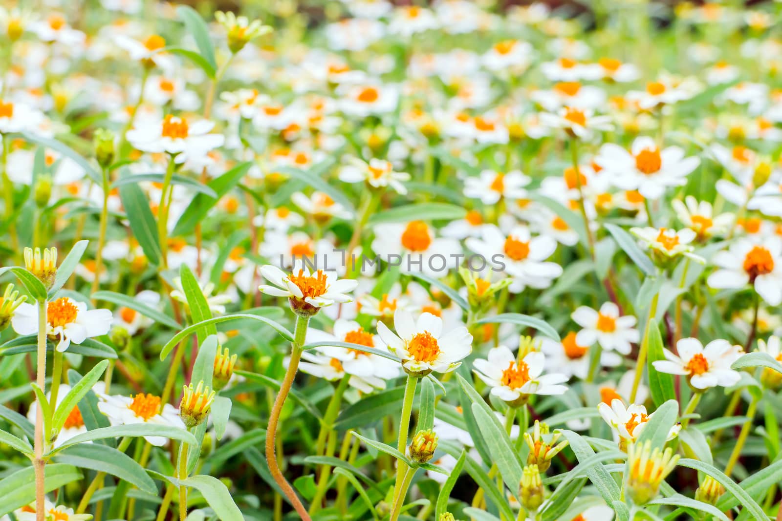 Yellow Zinnia flowers with green leaves in the background.