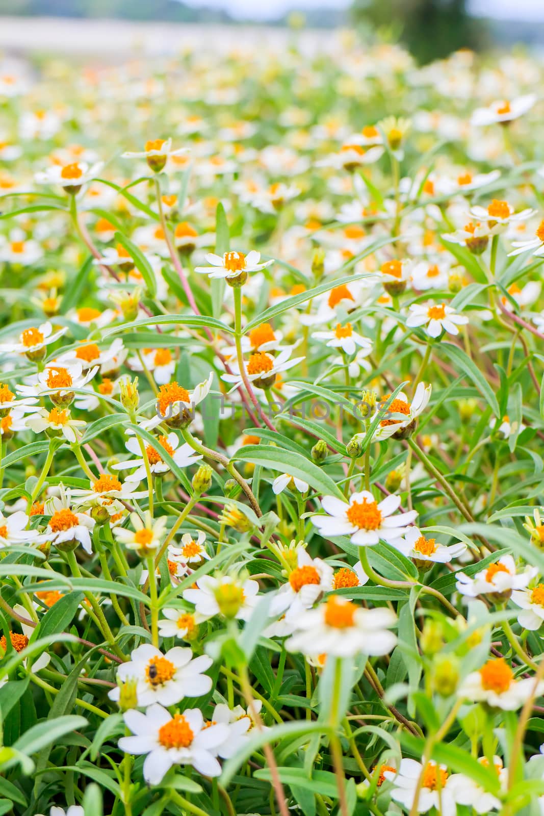 Yellow Zinnia flowers with green leaves in the background.