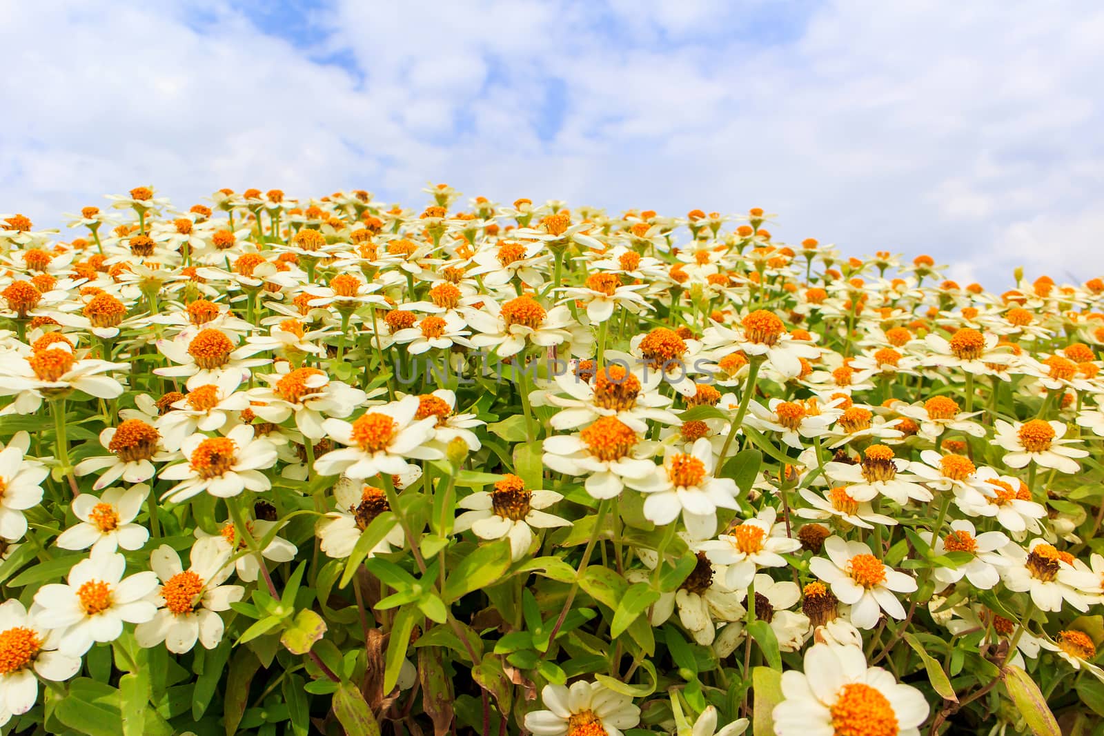 Yellow Zinnia flowers under a cloudy sky.