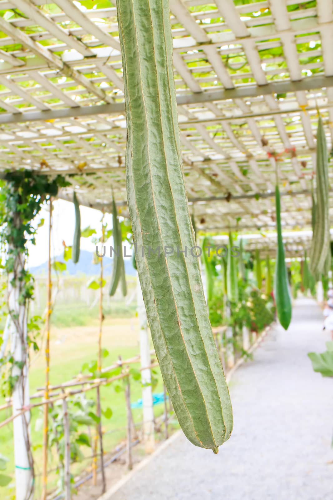 Closeup view of long zucchini is on the way.