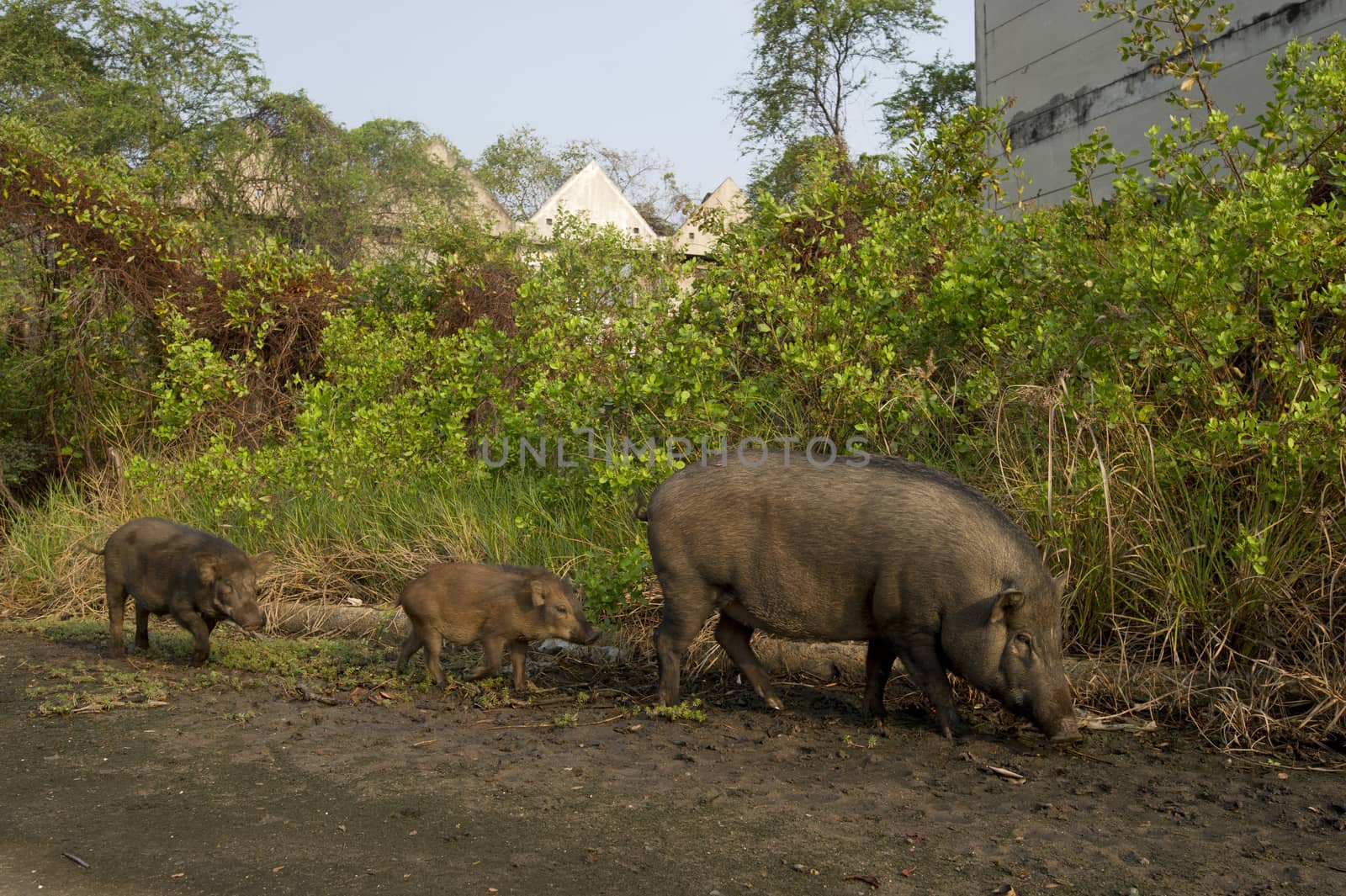 Wild boar family by think4photop