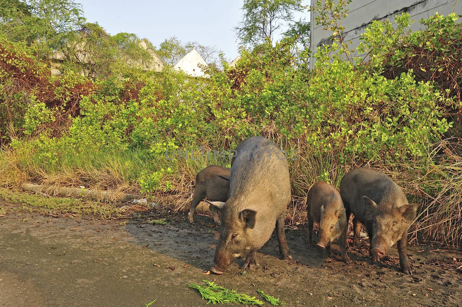 Wild pig family in abandon village by think4photop