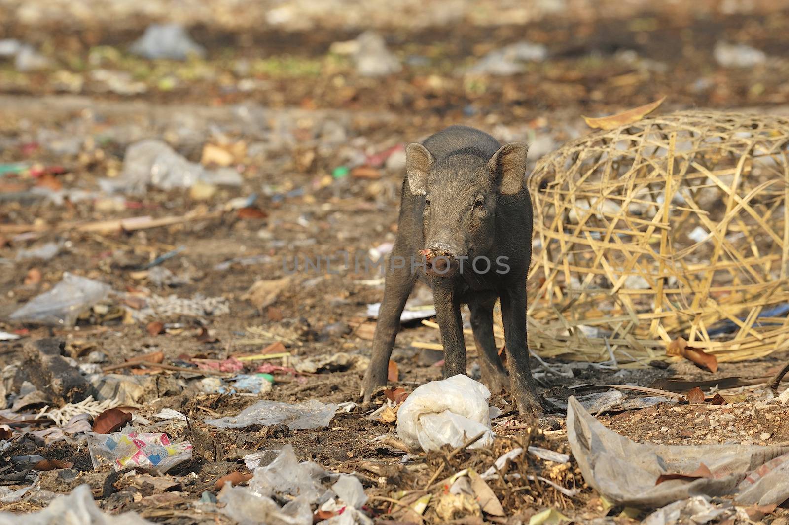 Wild pig in abandon village by think4photop