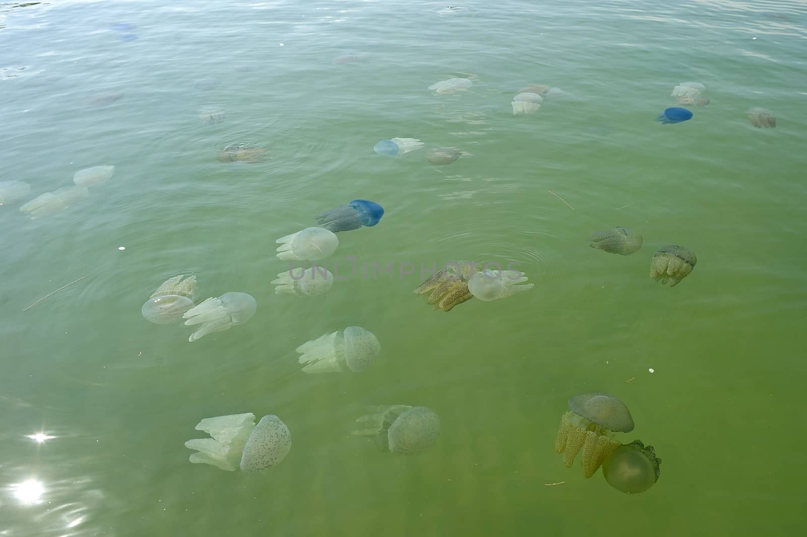 Beautiful sea jellyfish floating in the sea of Thailand by think4photop