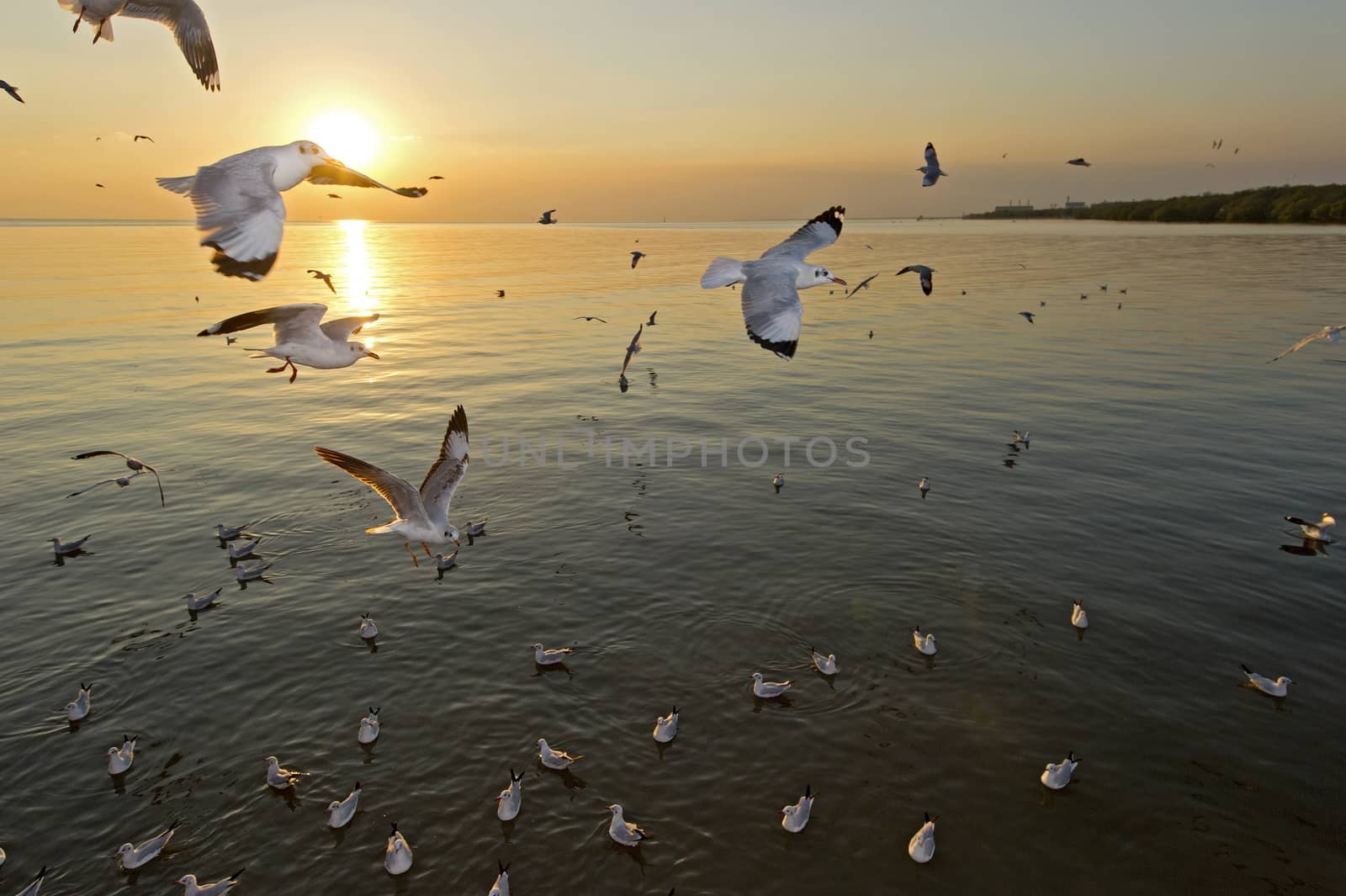 many seagull flying at sunset, thailand