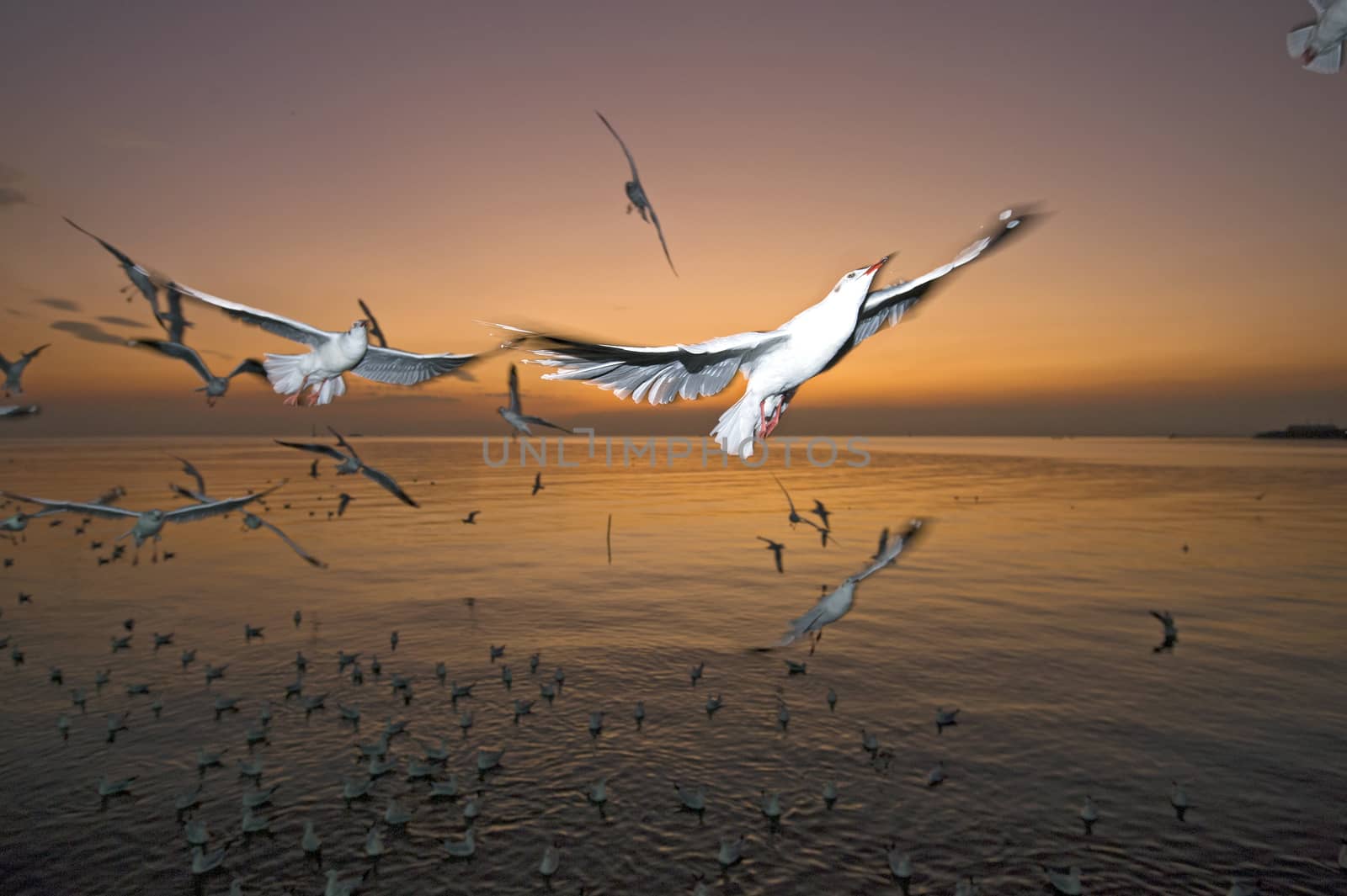 many seagull flying at sunset, thailand