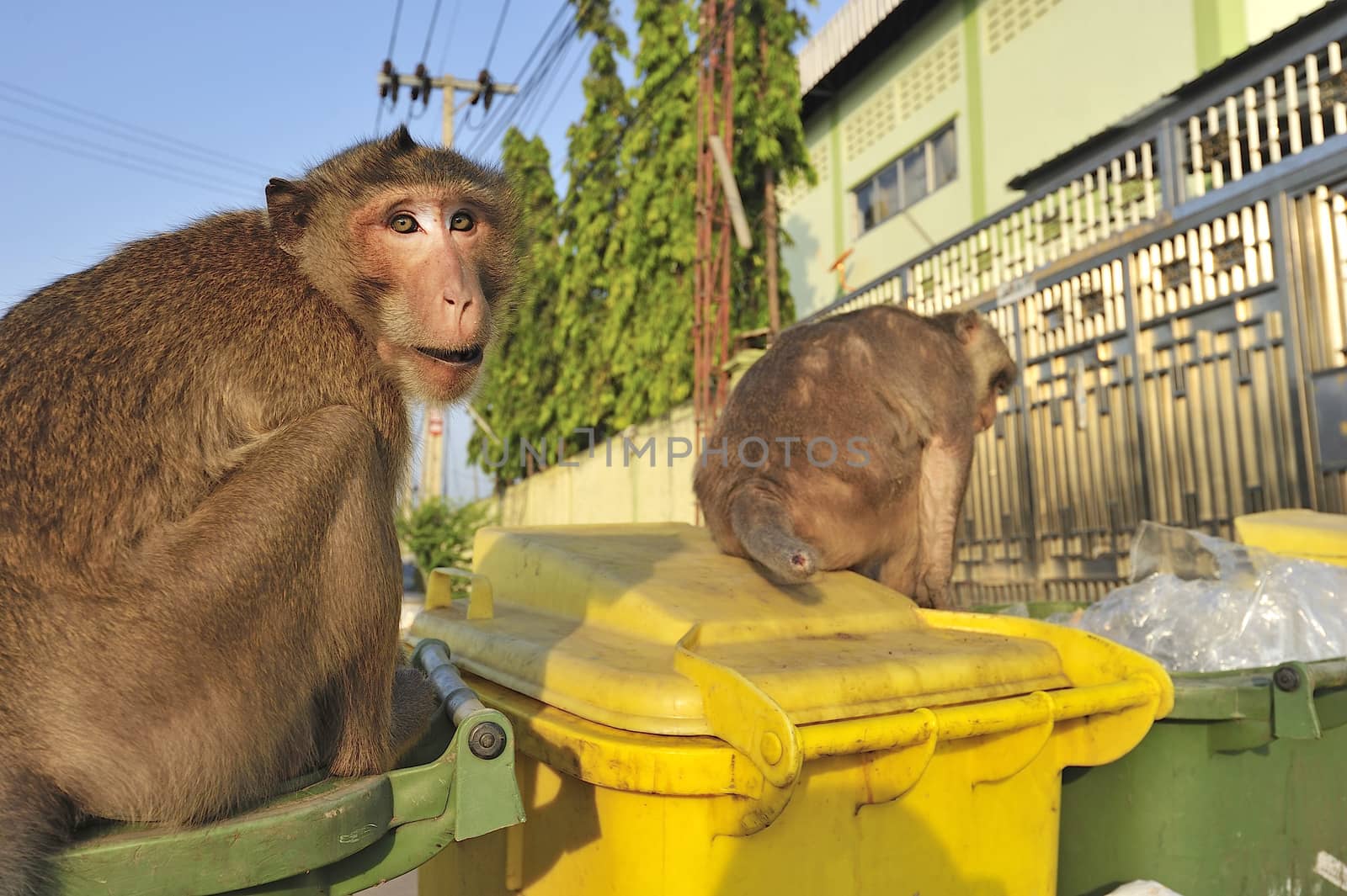 Wild monkey looking for food in a garbage can in Thailand. by think4photop