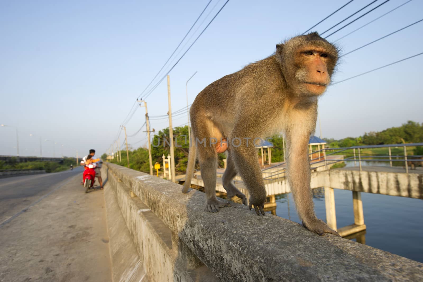 Monkeys on the road, Thailand. by think4photop