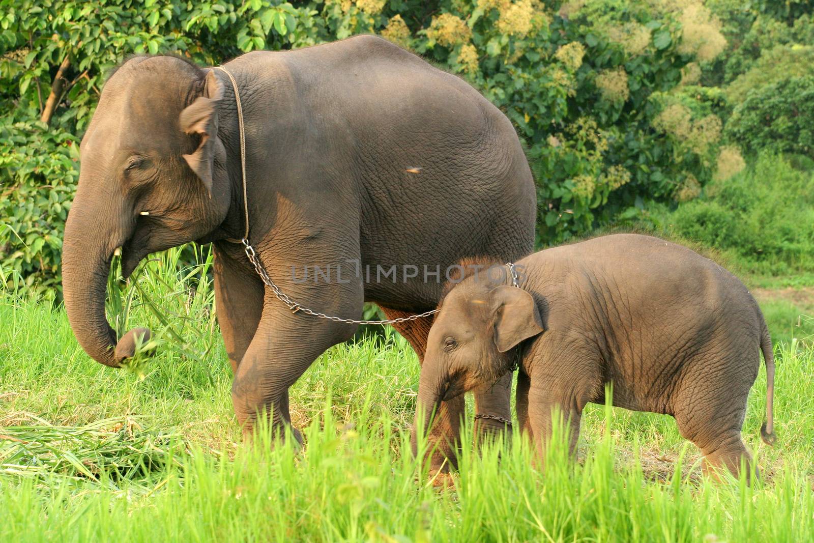 Mother and baby elephant with the chain in norht of Thailand. by think4photop