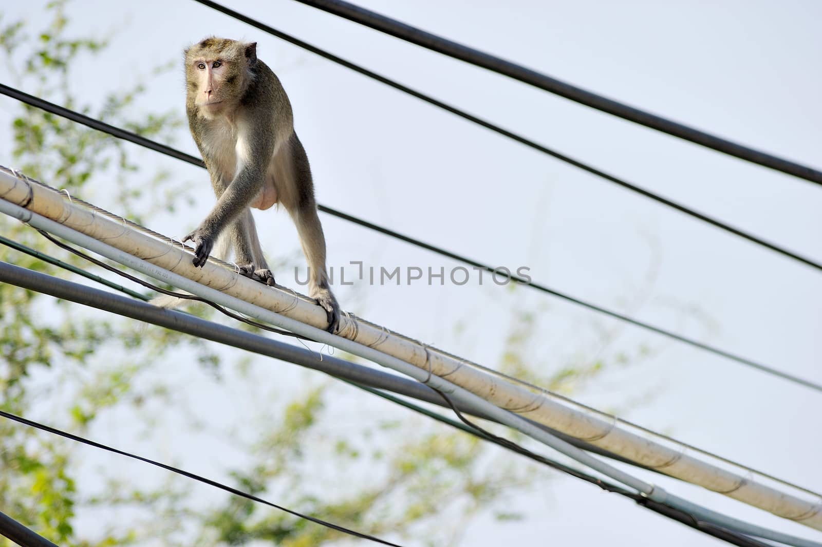 Monkey hanging on electric wires