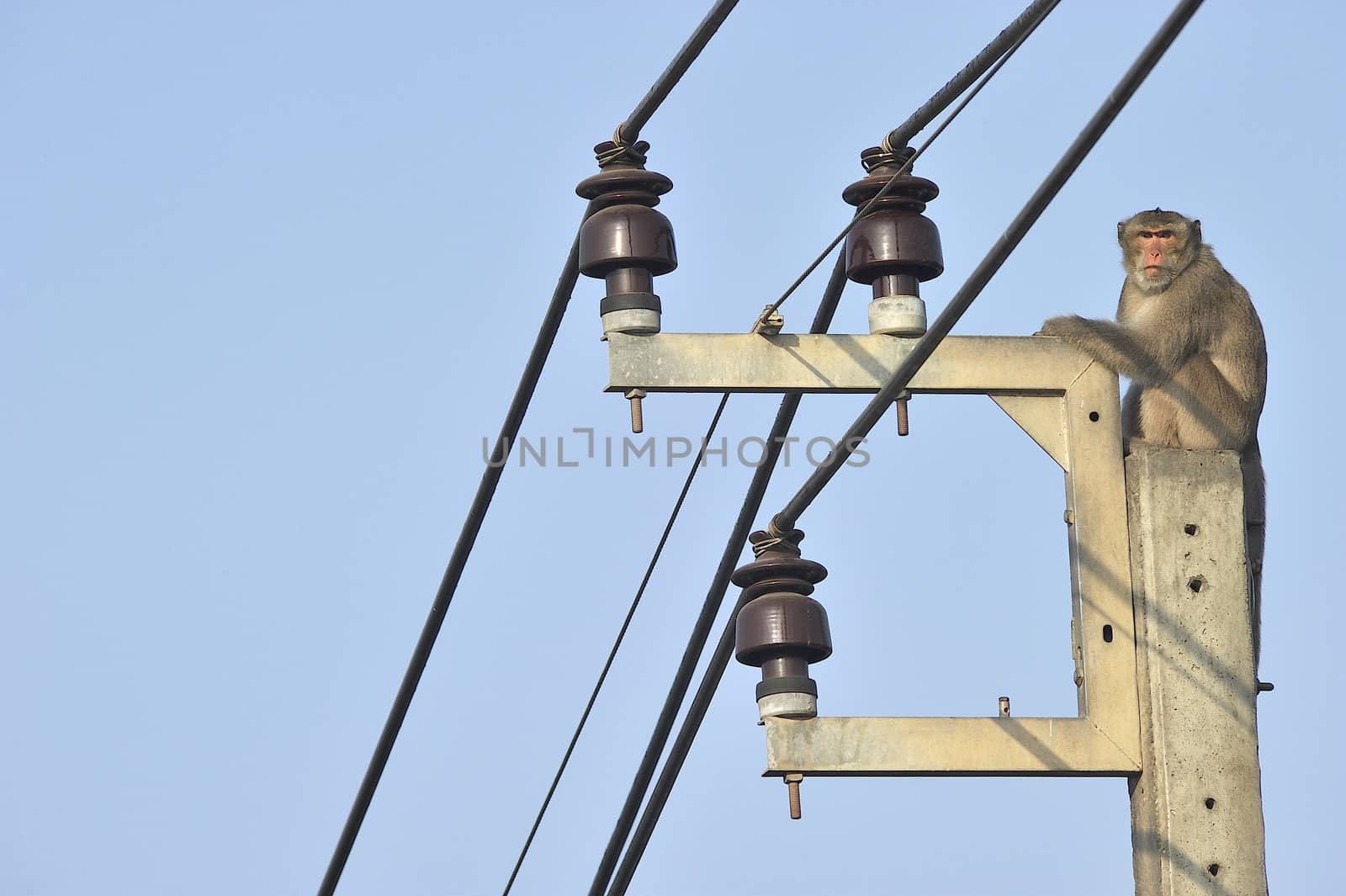 Monkey hanging on electric wires by think4photop