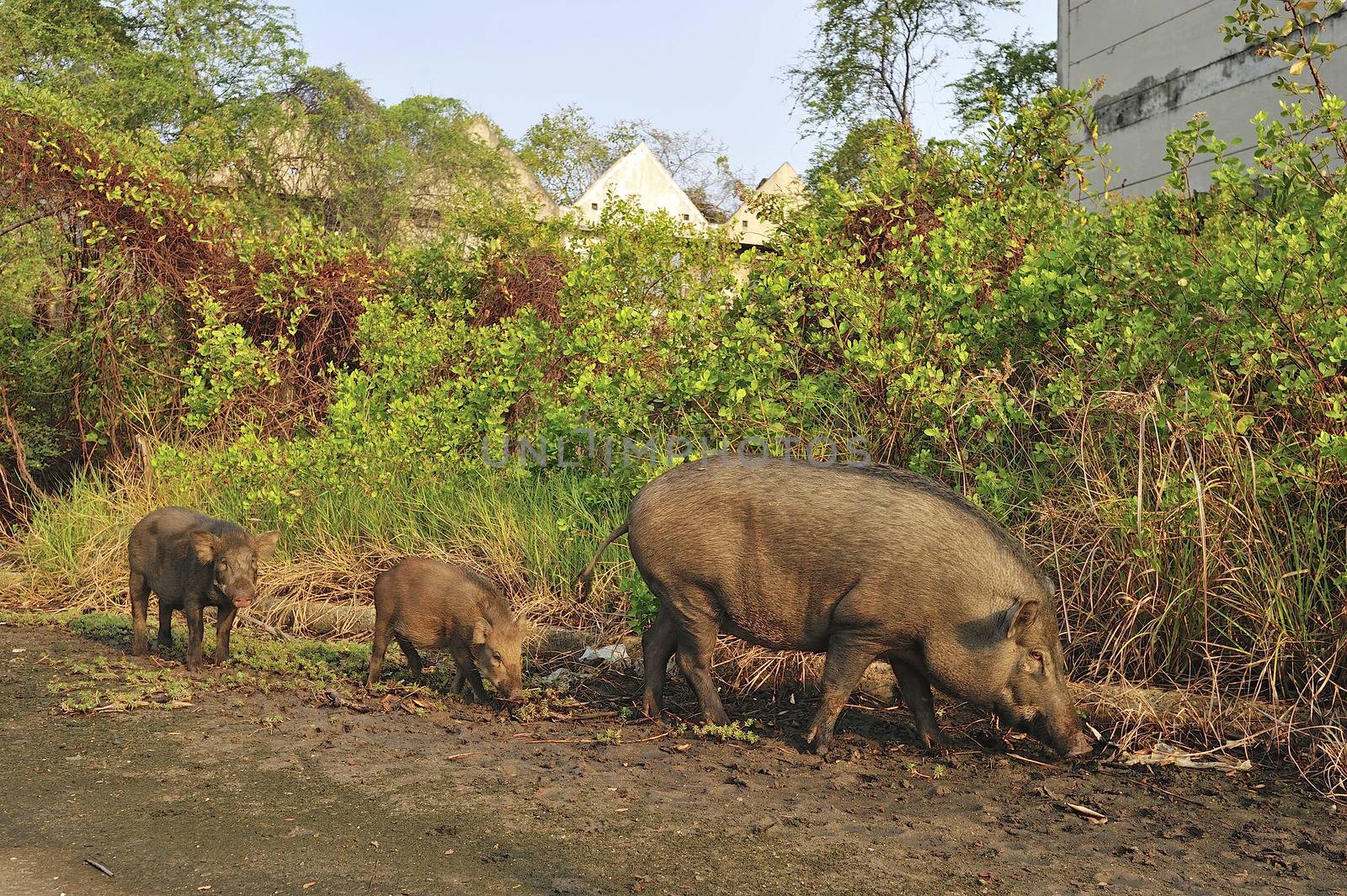 Wild pig in abandon village