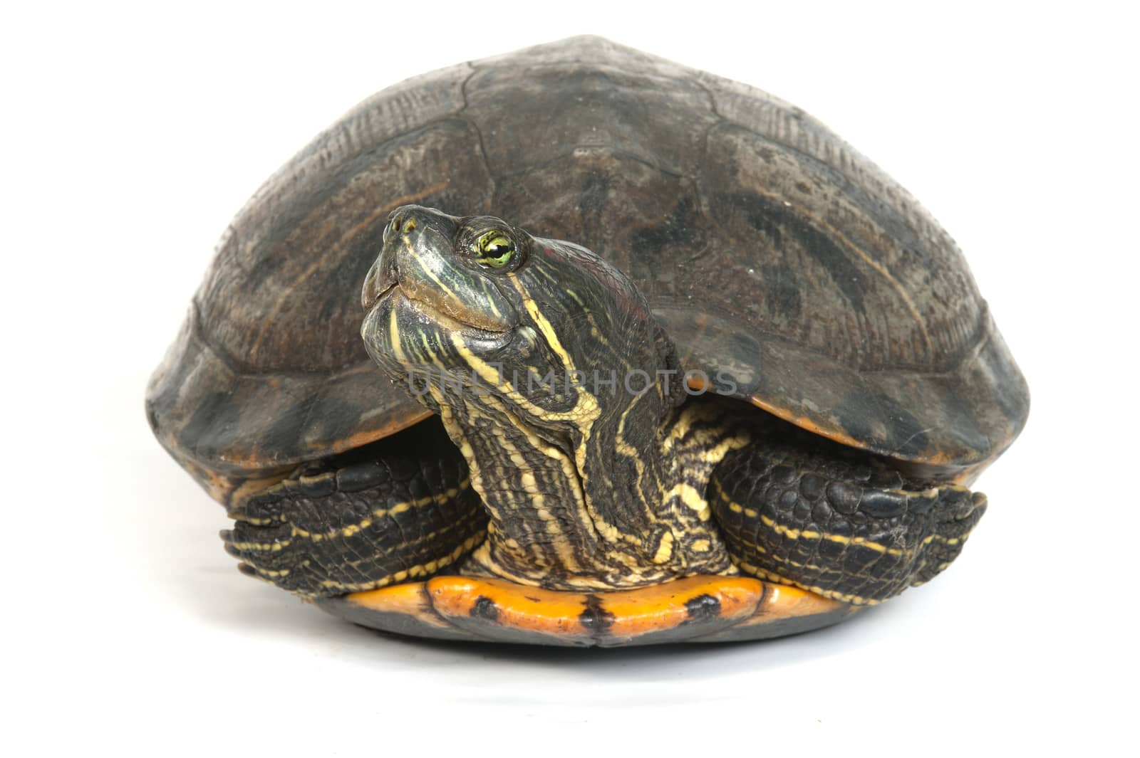 Red-eared turtle isolated on white background.