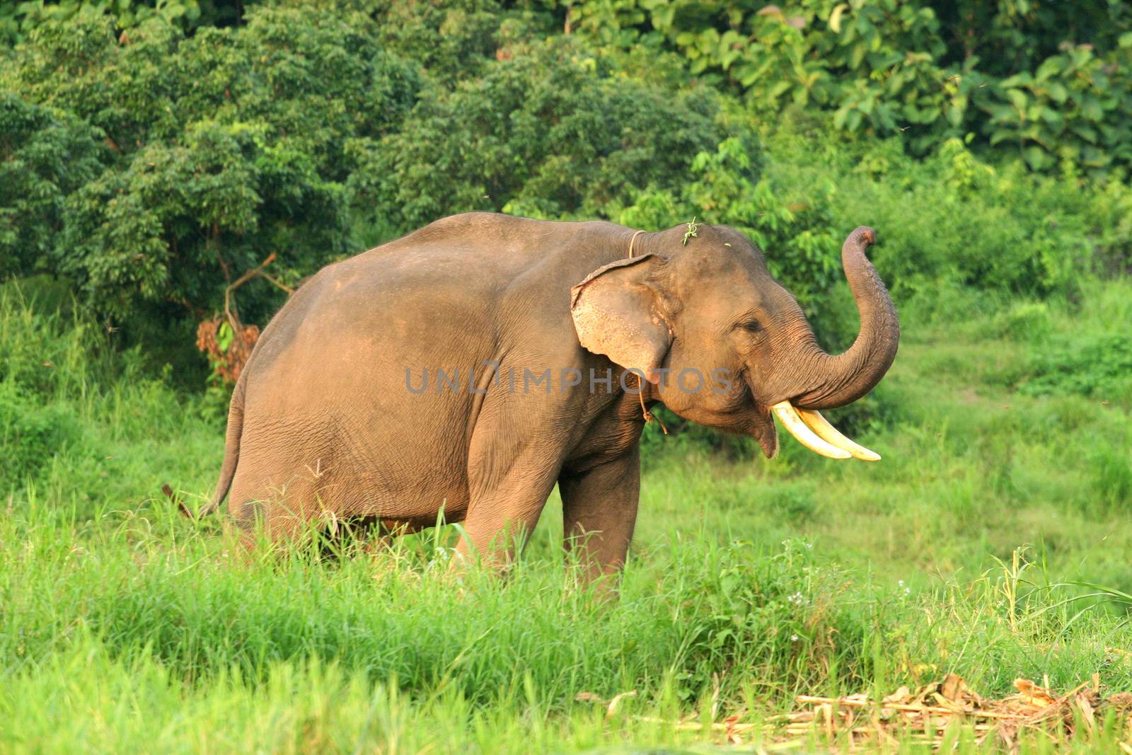 asian elephants in a natural environment in north Thailand. by think4photop