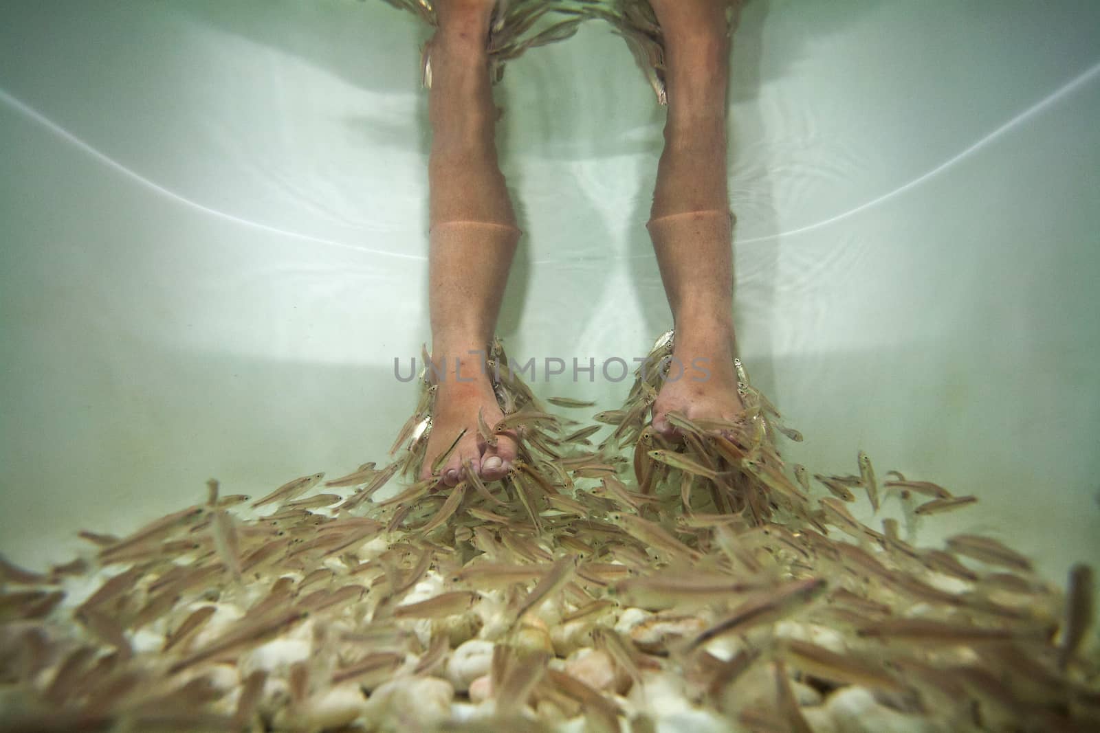 Fish spa feet pedicure skin care treatment with the fish rufa garra, also called doctor fish, nibble fish and kangal fish.