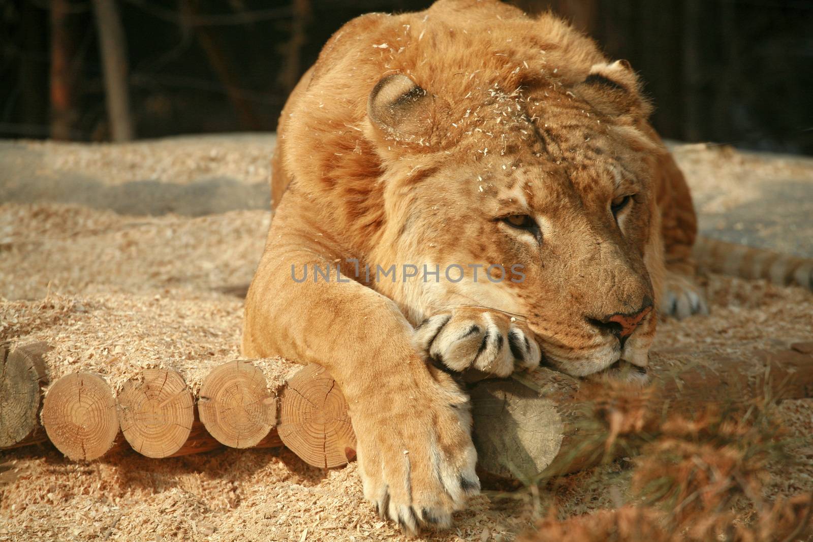 Siberian Liger sleeping by think4photop