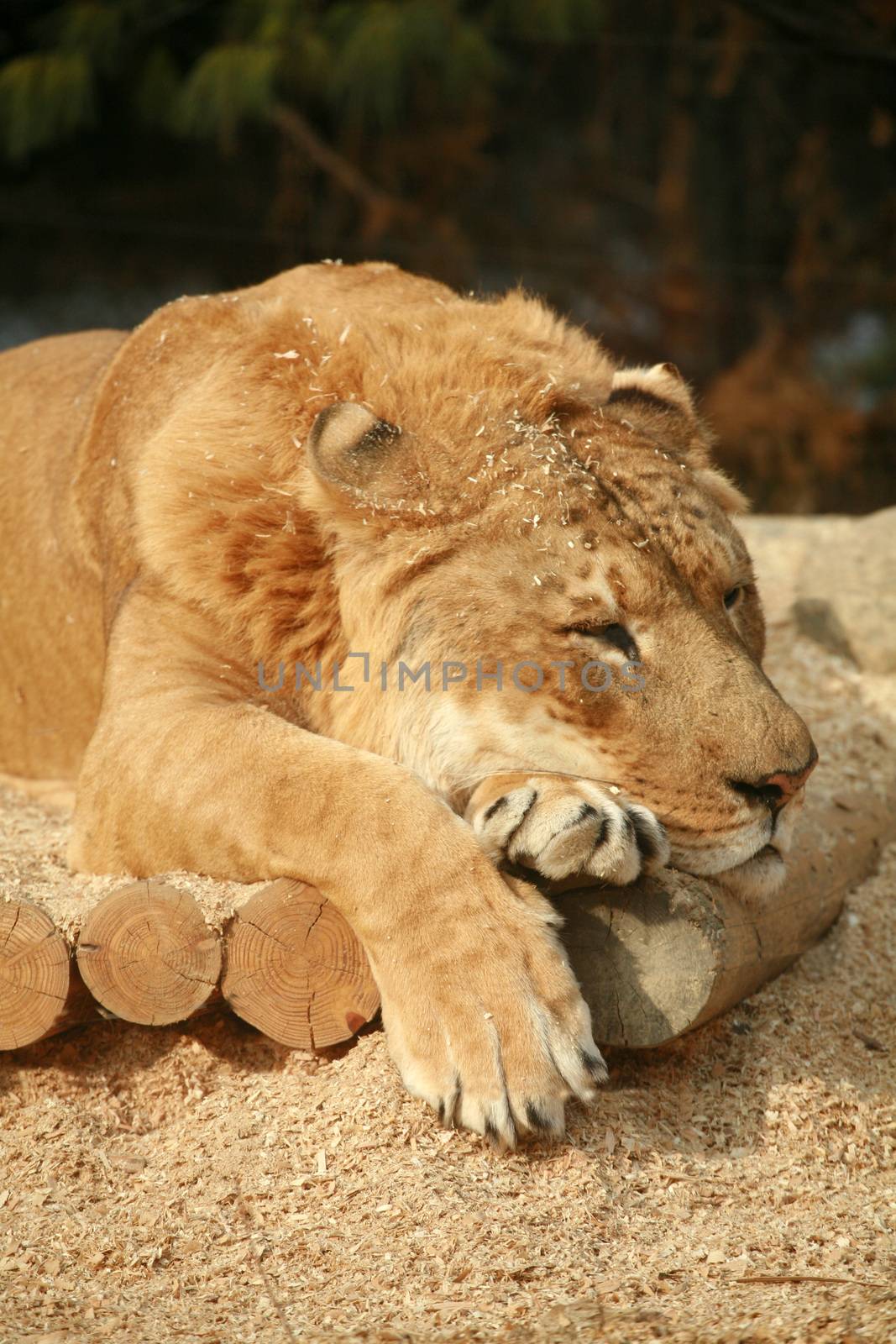 Siberian Liger sleeping