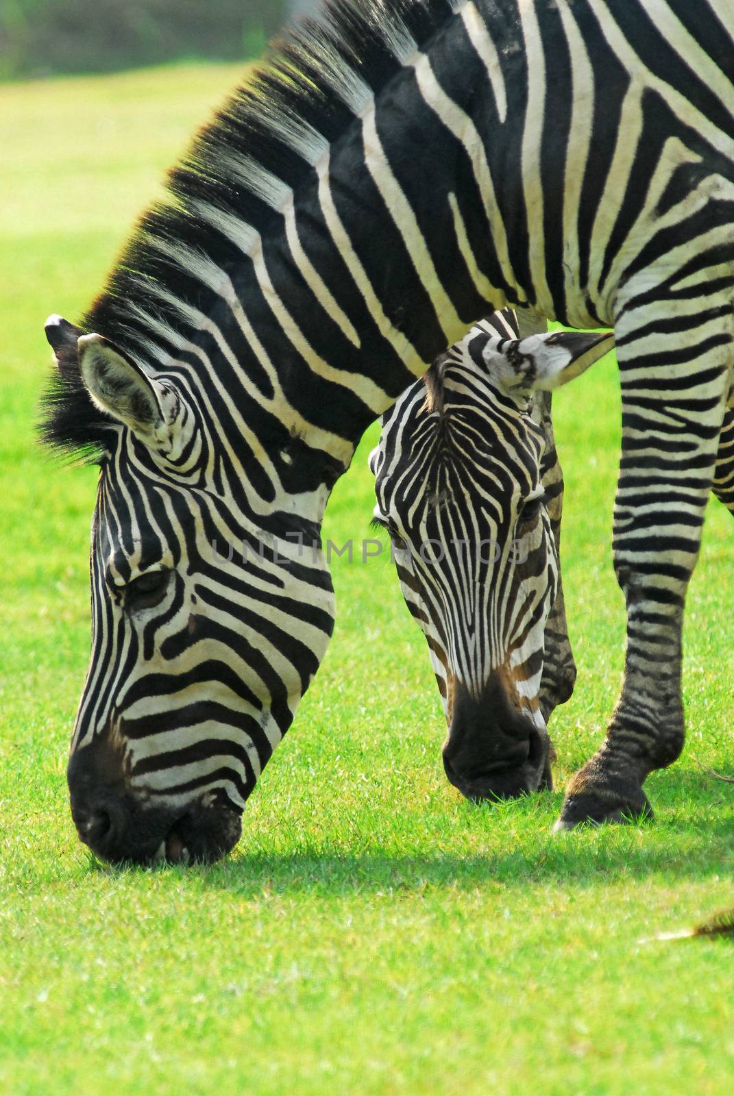 Zebra grazing in a green field