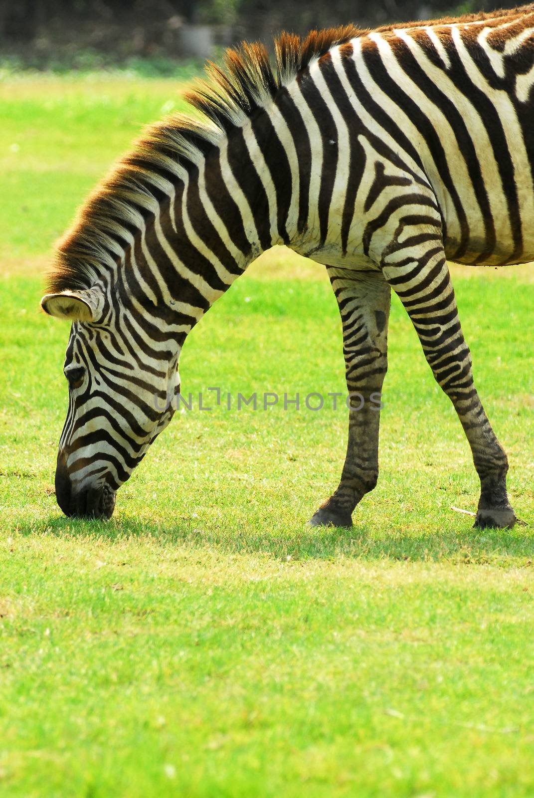Zebra grazing in a green field by think4photop