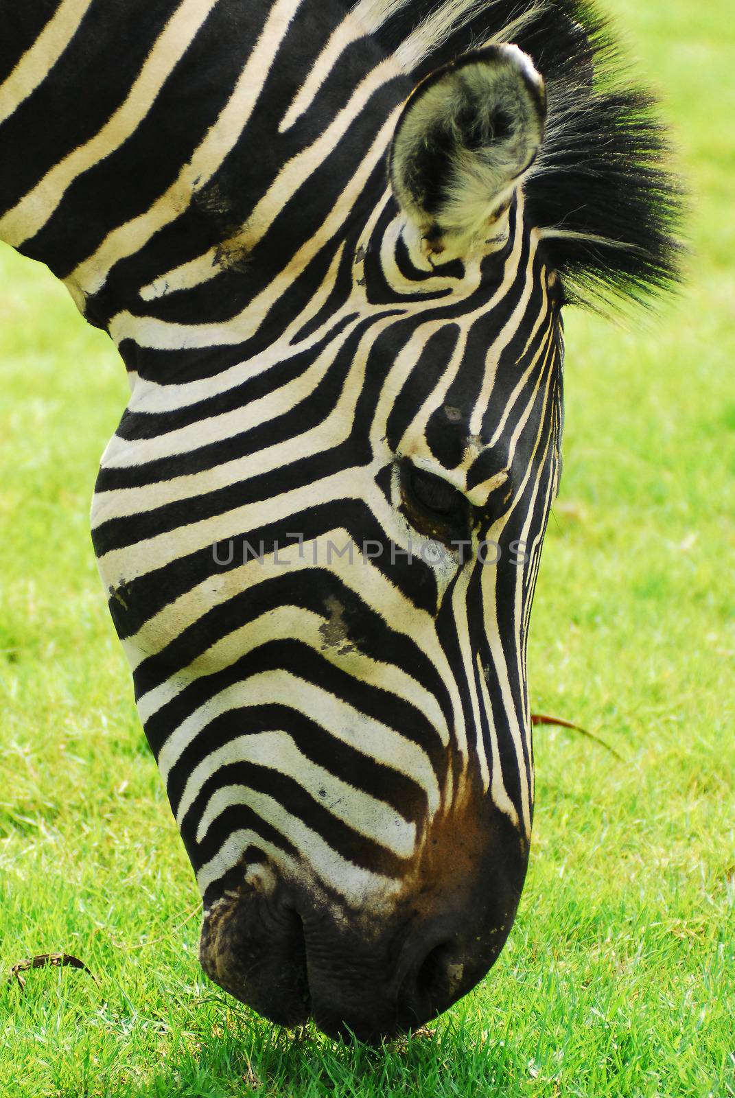 Zebra grazing in a green field by think4photop
