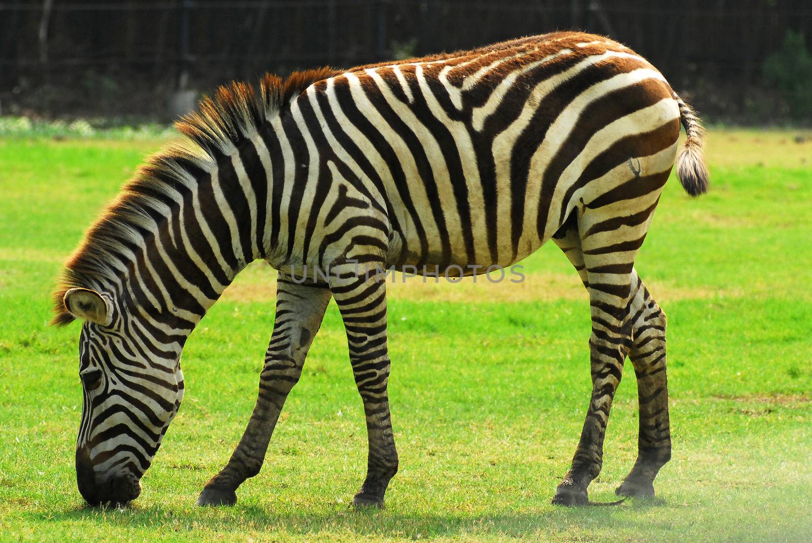 Zebra grazing in a green field