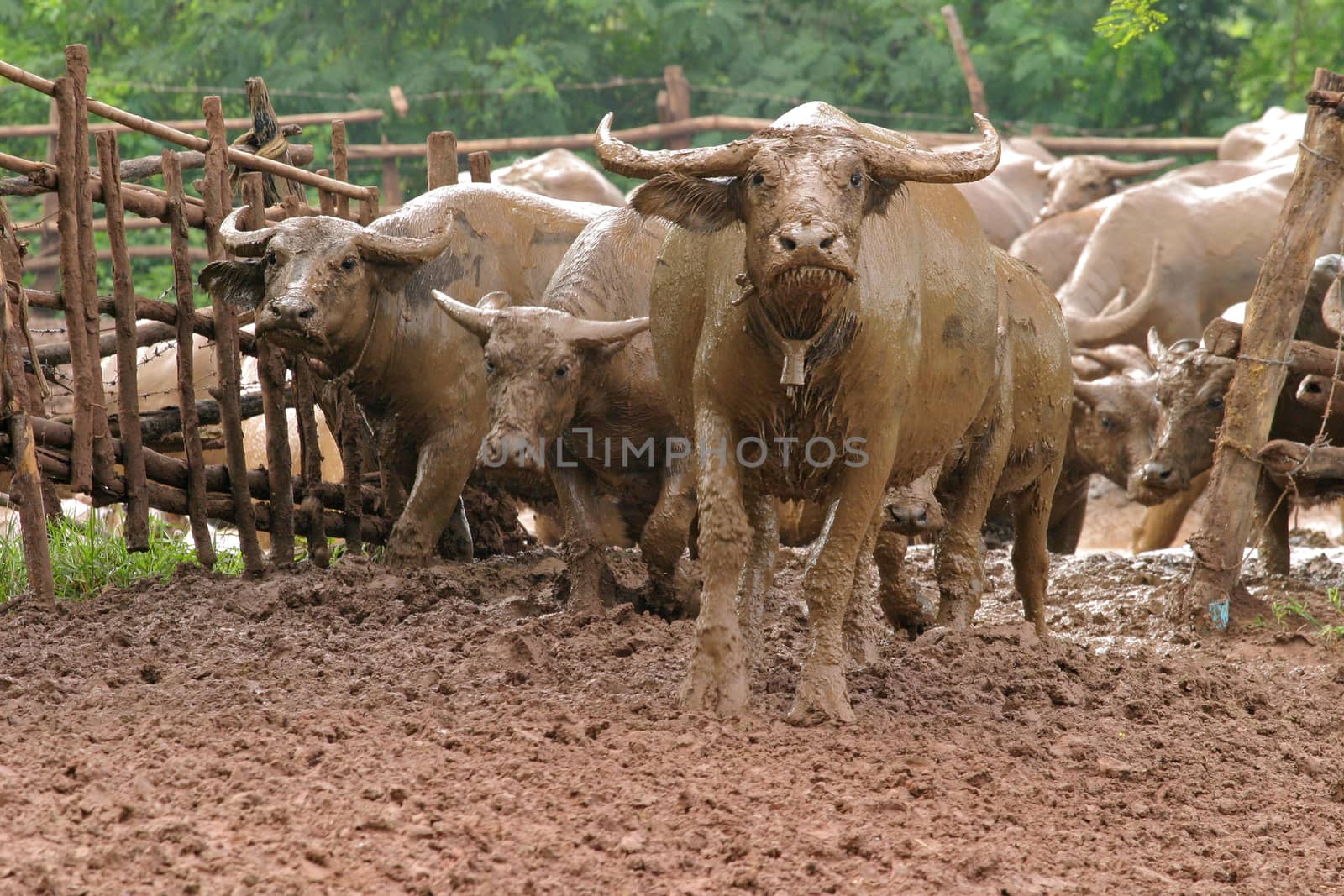 thai buffalo by think4photop