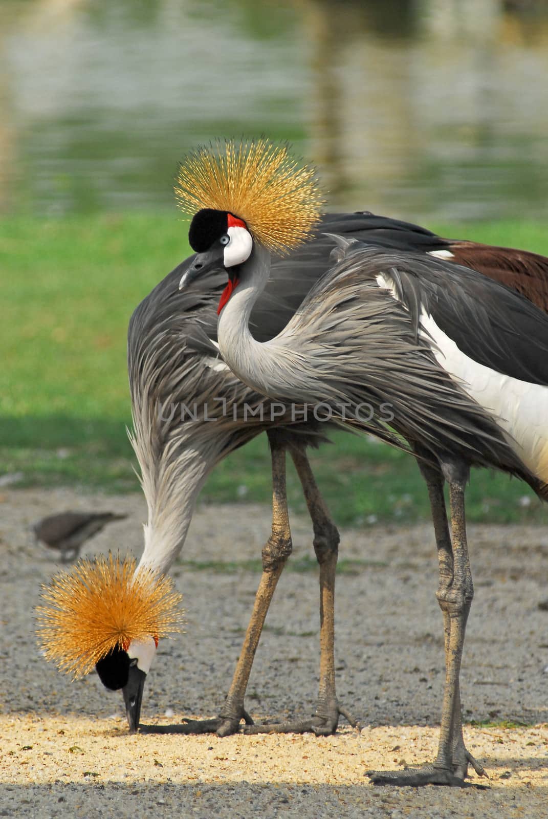 Portrait of a Grey Crowned Crane (Balearica Regulorum).