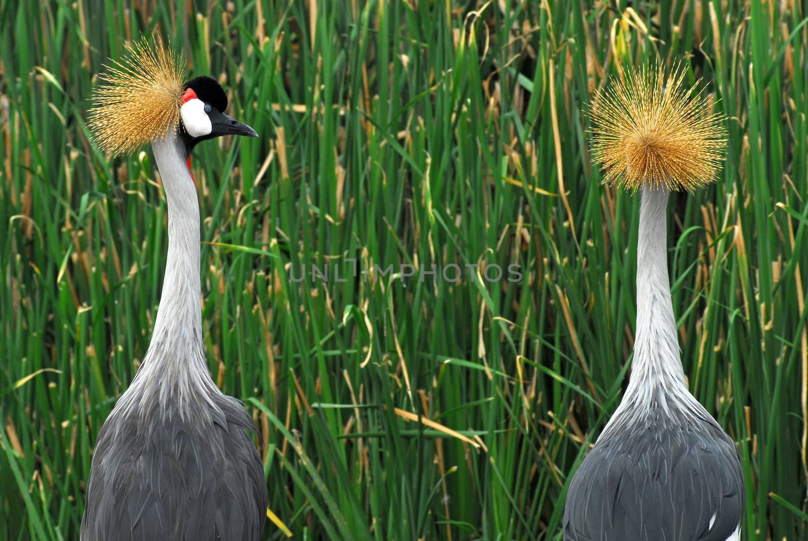 Portrait of a Grey Crowned Crane (Balearica Regulorum). by think4photop