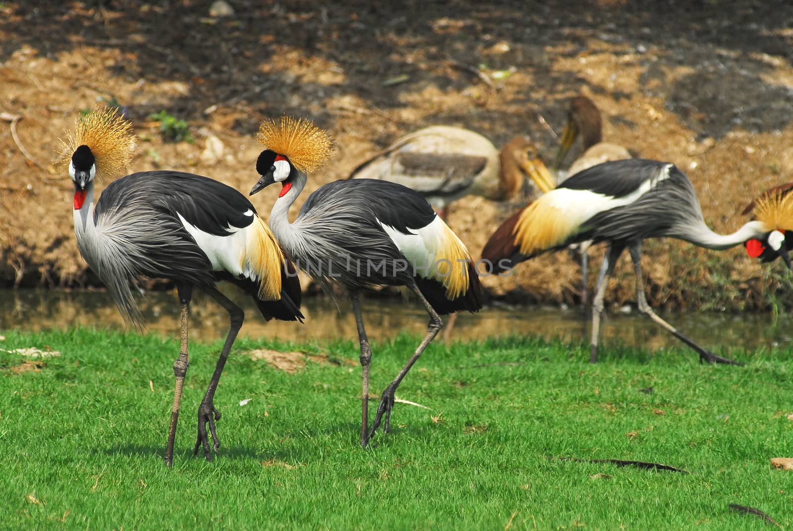 Portrait of a Grey Crowned Crane (Balearica Regulorum). by think4photop