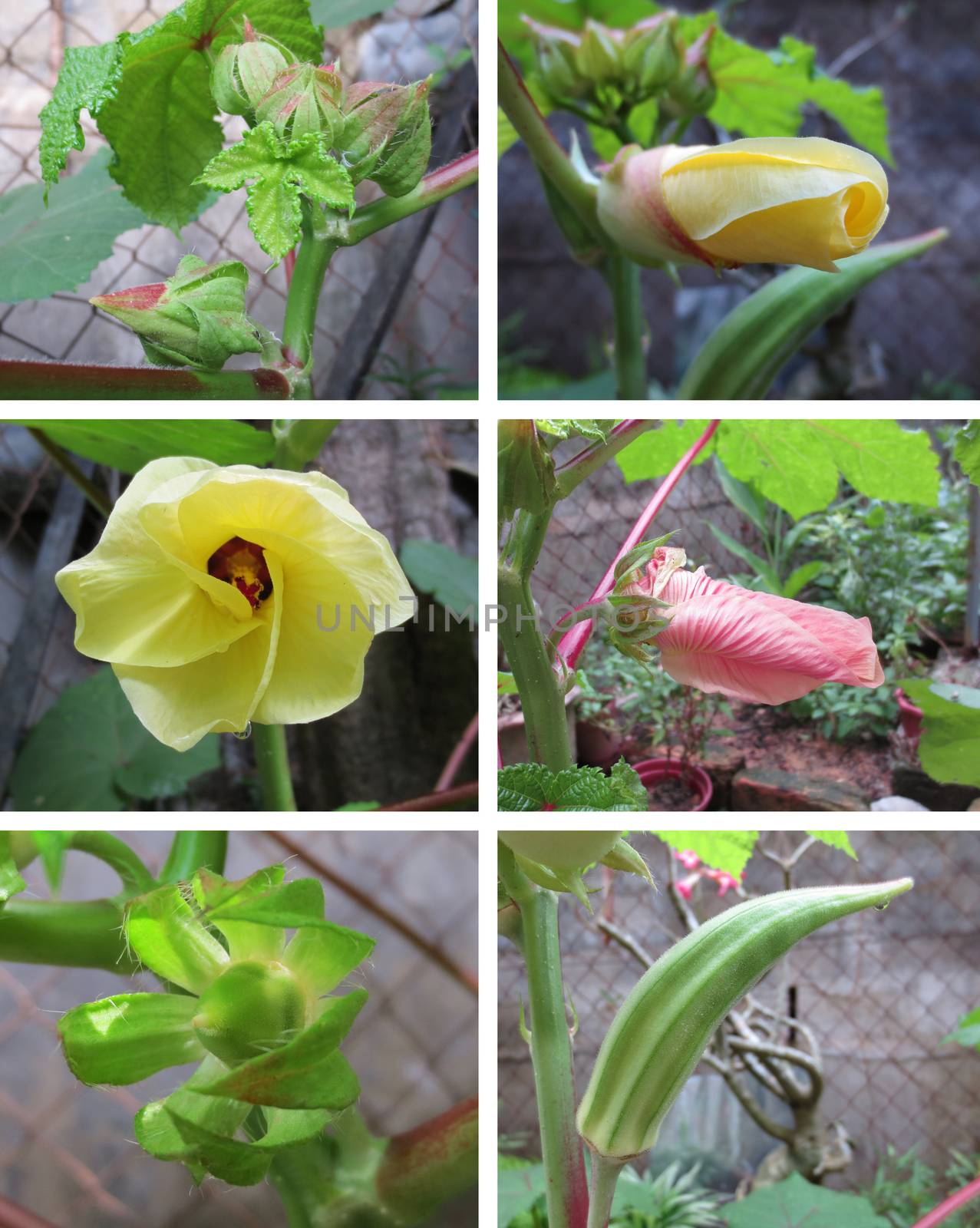 Six stages of growth with Okras (lady finger)