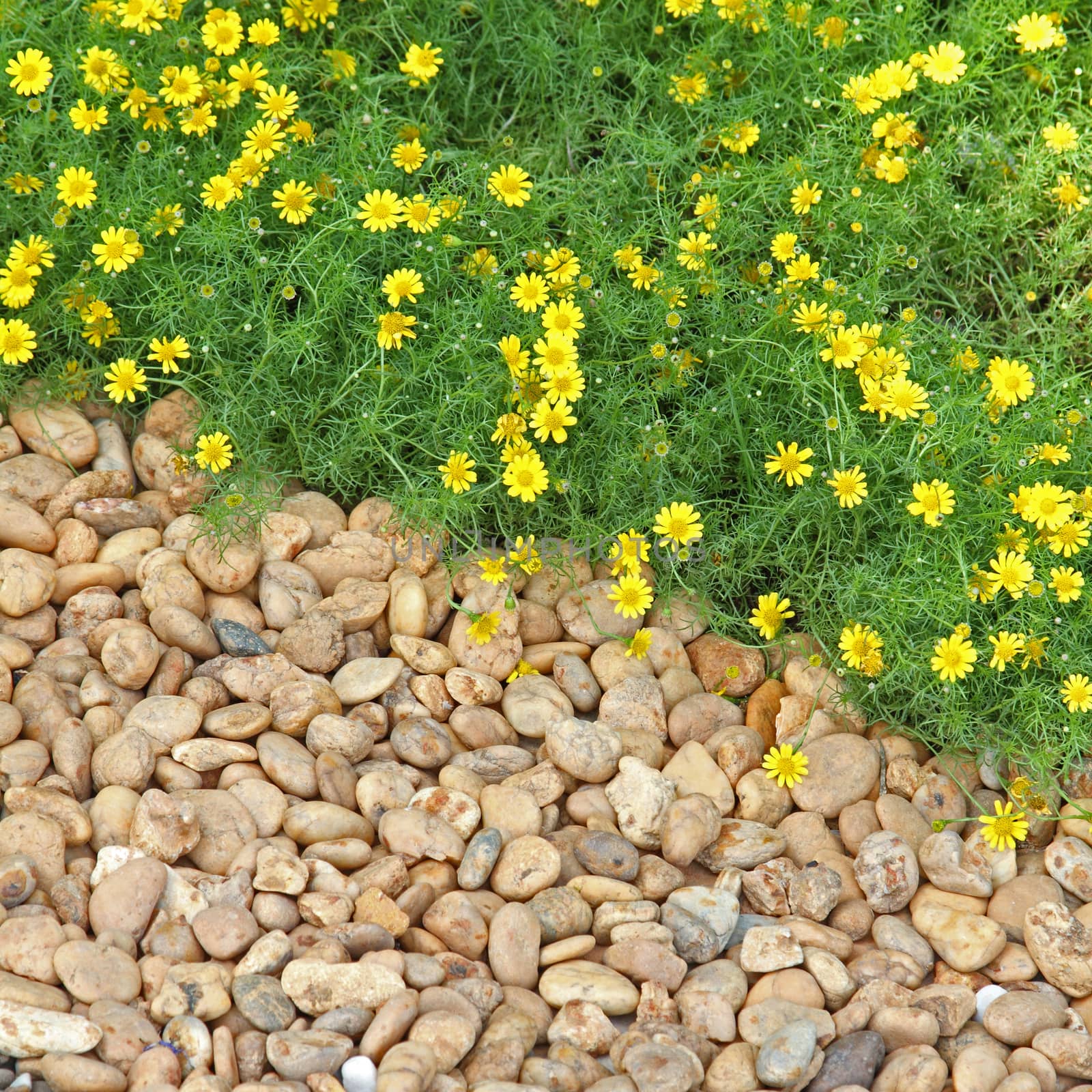 Yellow flowers and pebble stone for background