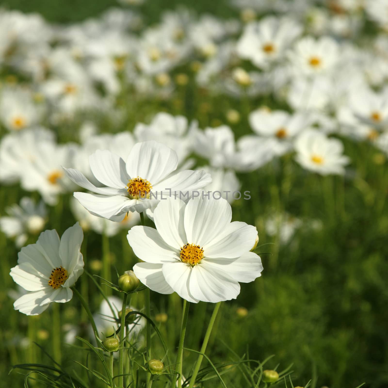 Close up white cosmos flowers in the garden