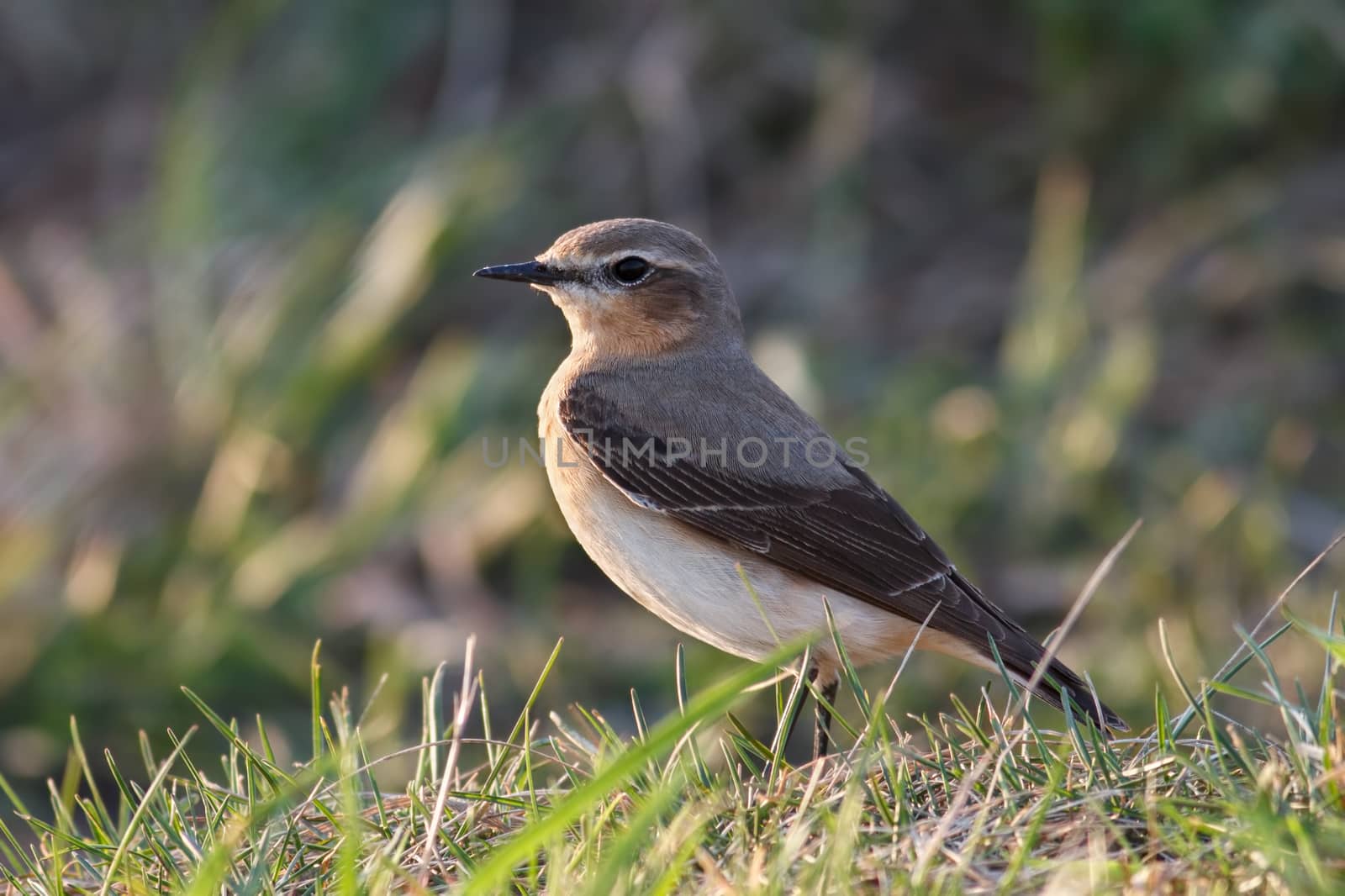 Wheatear (Oenanthe oenanthe) female is sitting in the grass