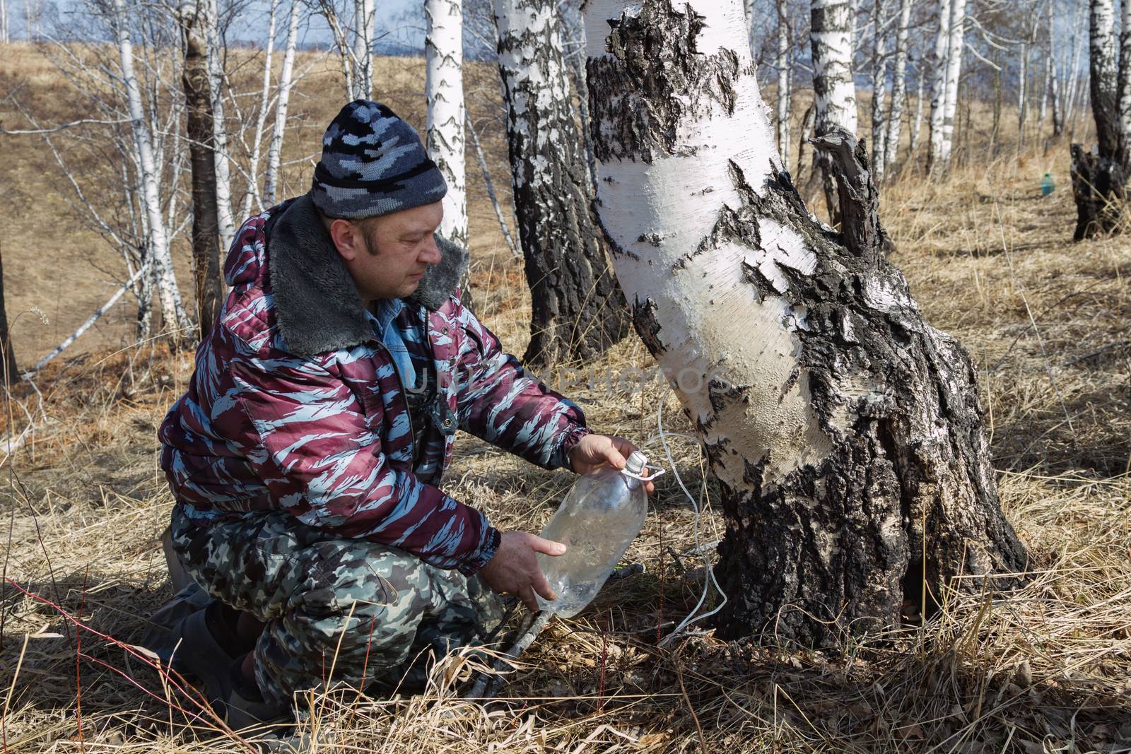 man in the wood gathers birch sap
